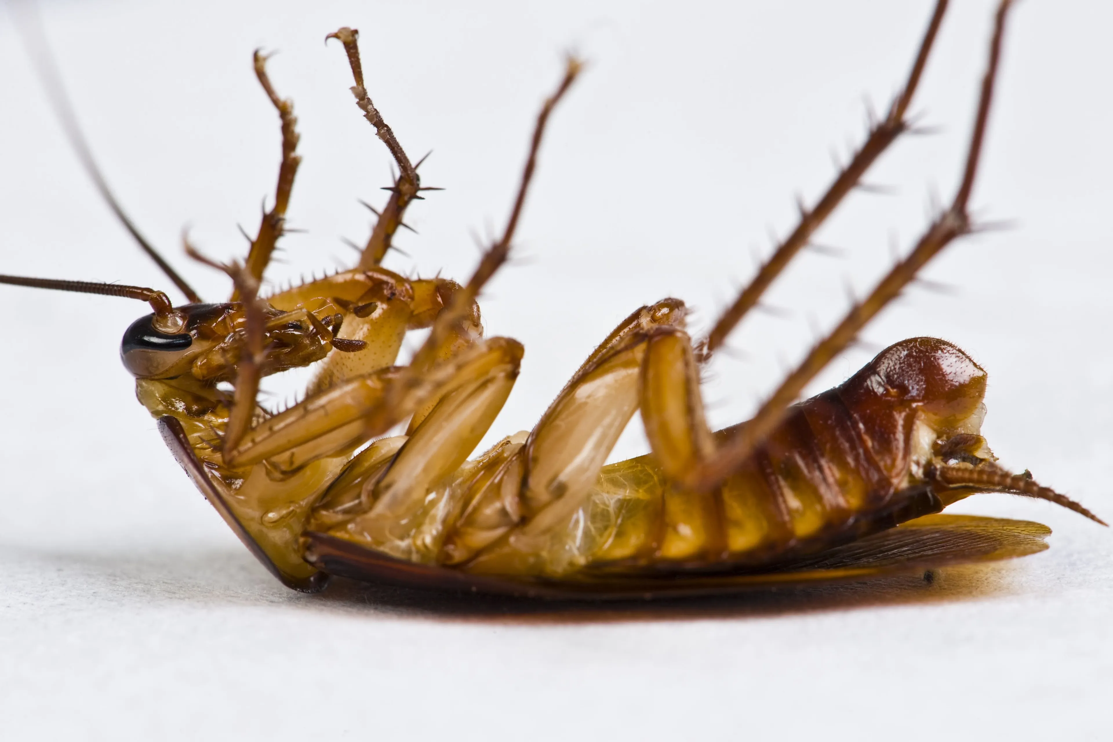 Kakkerlak zwemt in soep Amsterdams restaurant