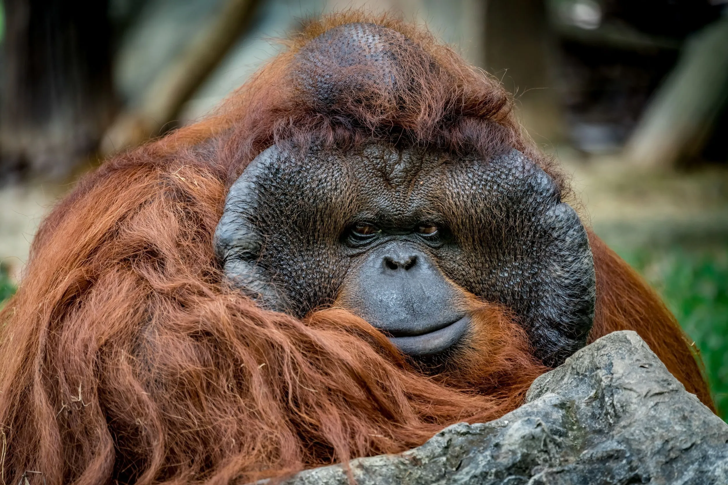WWF: "68 procent van de dieren is in minder dan 50 jaar verdwenen"