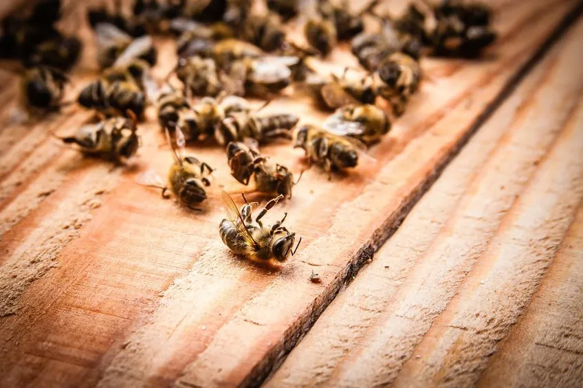 Honderdduizenden bijen dood door één kweker met kwaadaardig gif