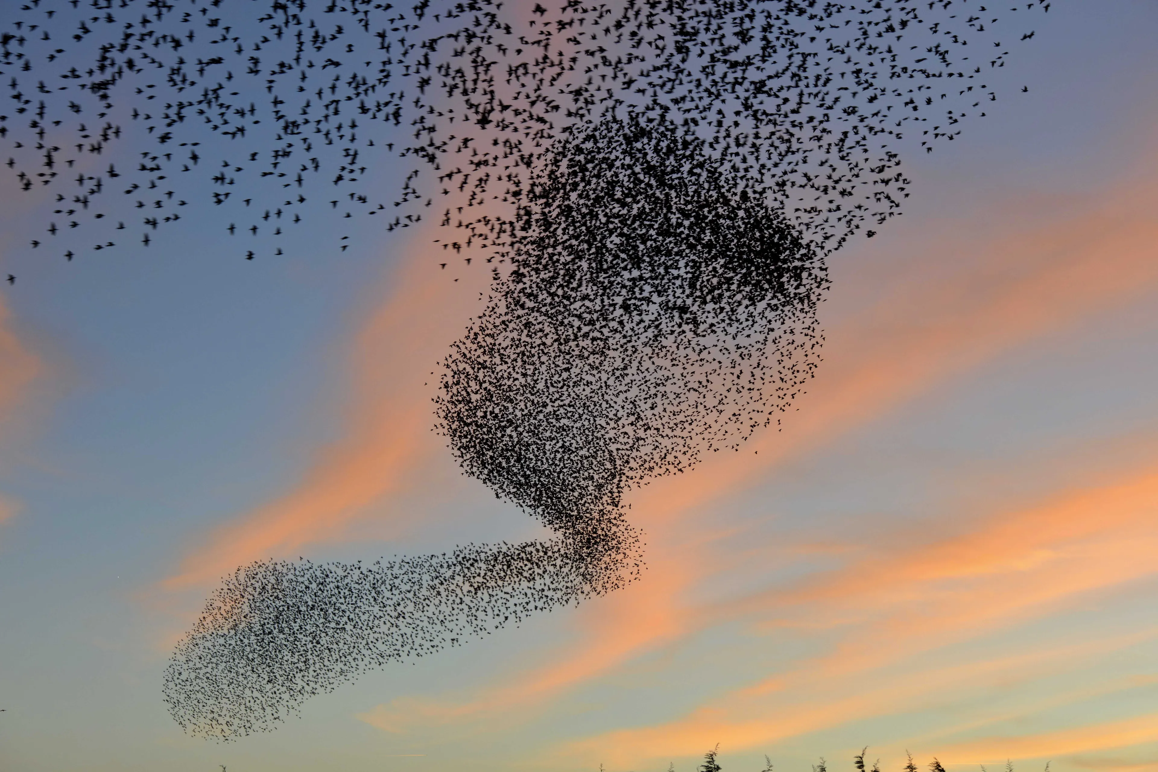 Spectaculaire beelden van spreeuwenzwerm: "Zelden zo'n mooie dans gezien"