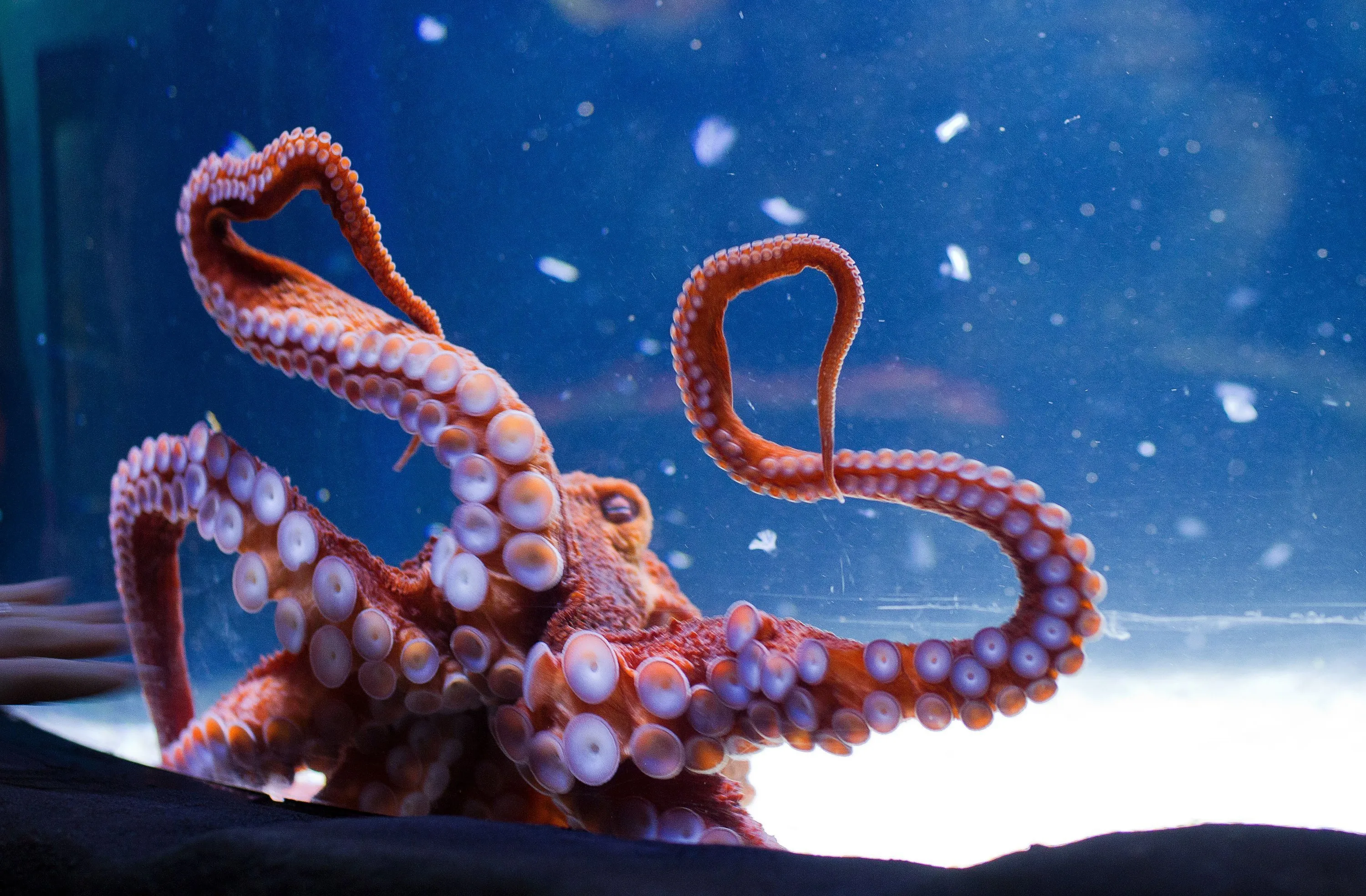 Spectaculaire beelden: gigantische octopus omhelst duiker en haar camera