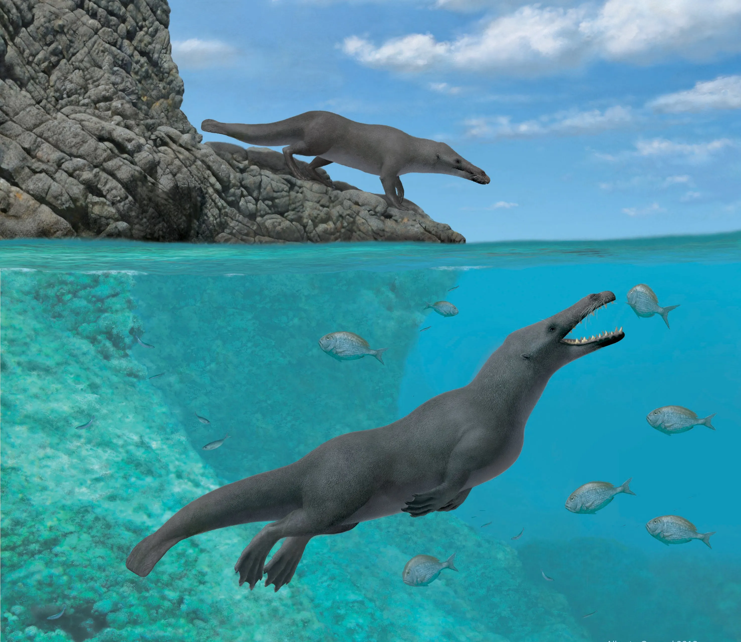 Vierpotige walvis ontdekt in Egypte