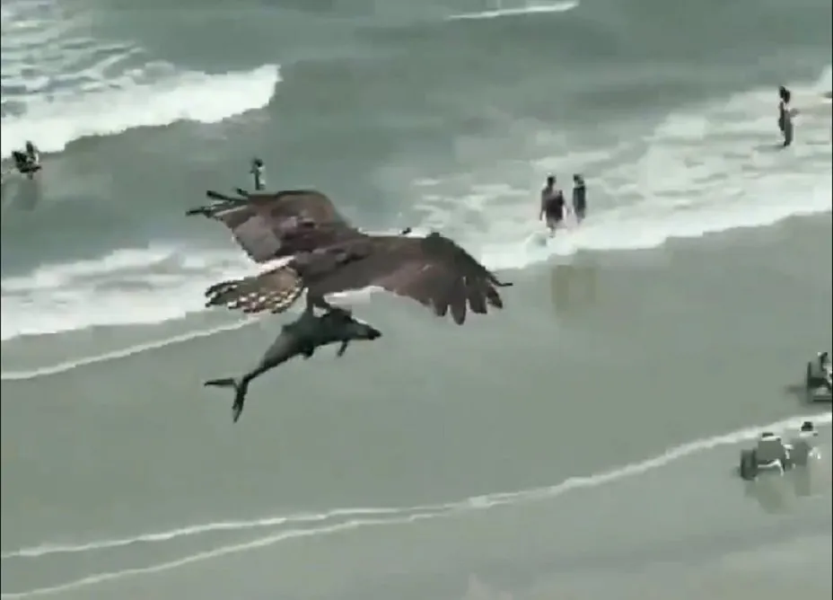 Viral video: Roofvogel vliegt rond met haai in zijn klauwen
