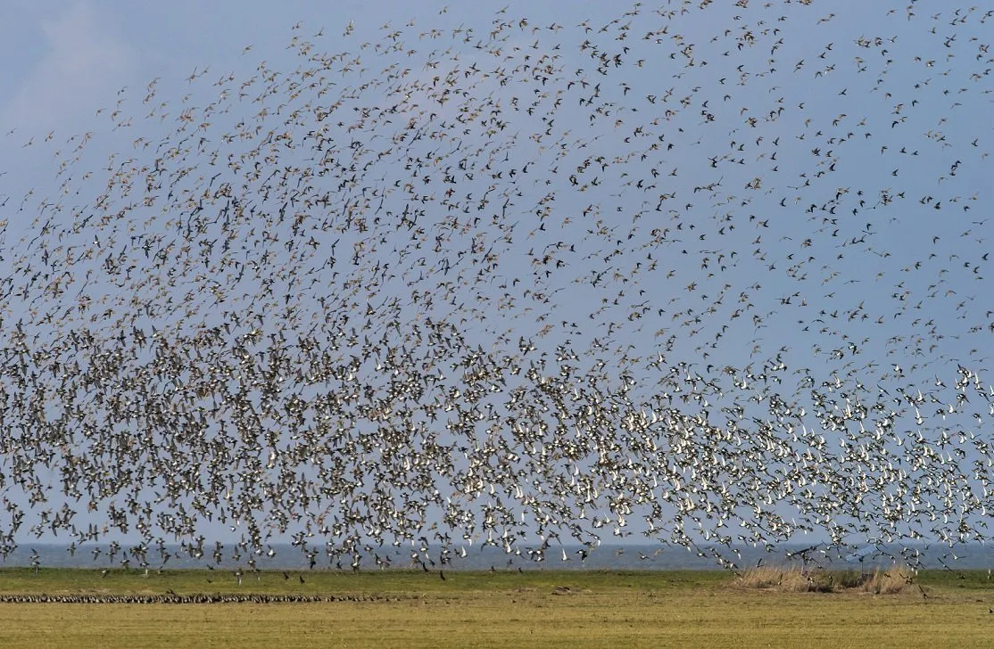 'Dieren voelen magnetische velden mogelijk door microben in hun lichaam'