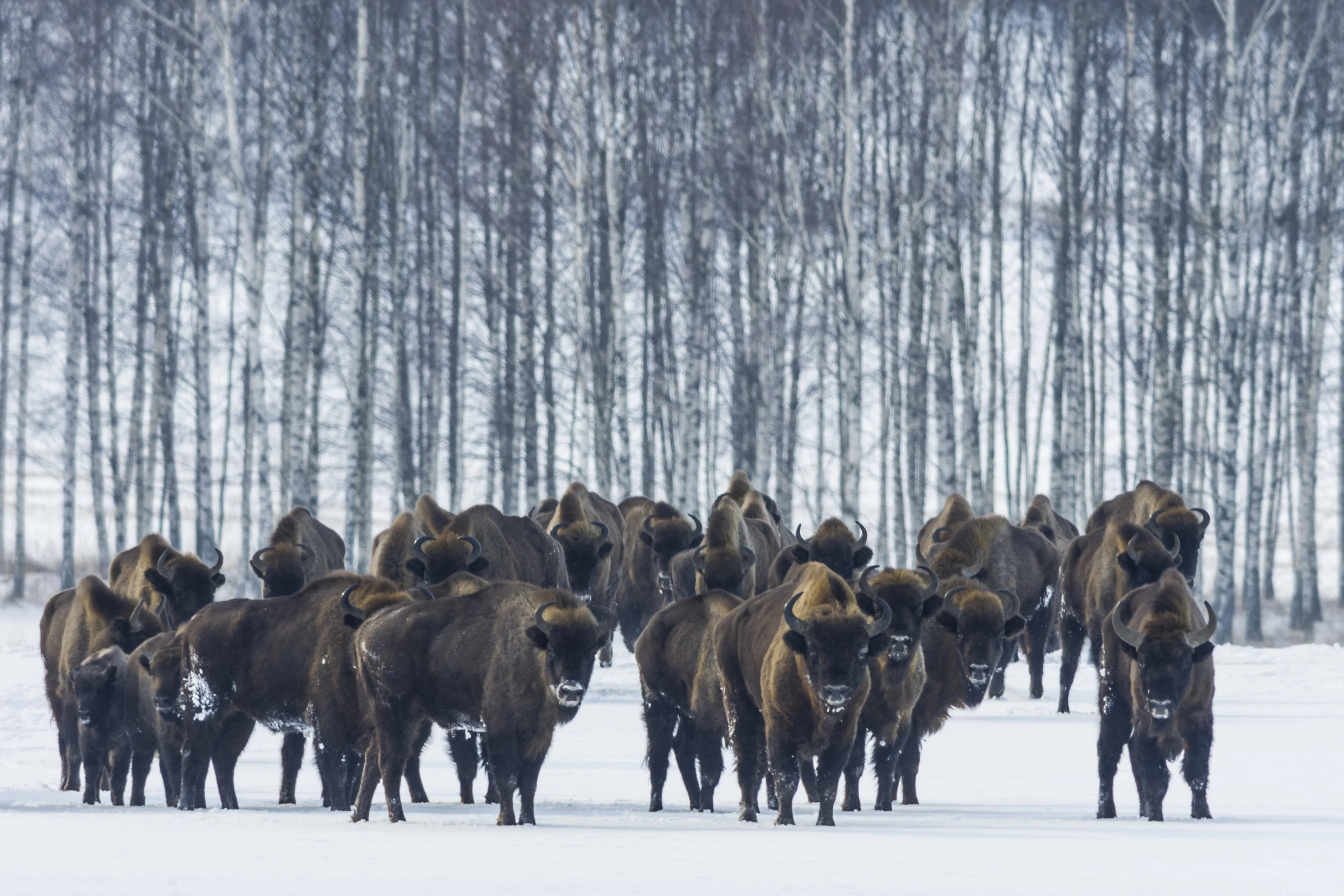 Zoogdieren zijn aan een comeback bezig in Europa: natuurbeleid werpt vruchten af