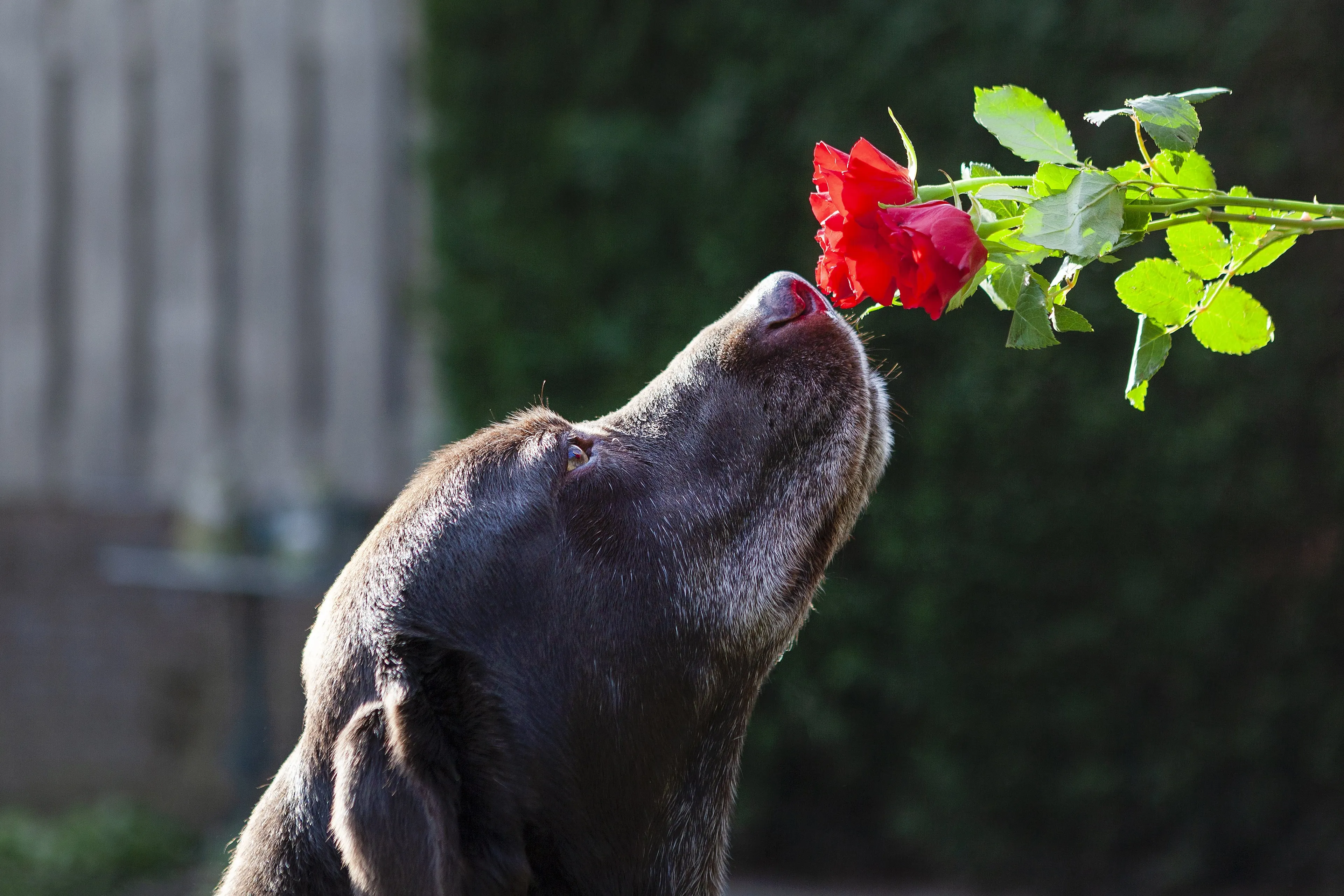 Honden kunnen het ruiken als je gestrest bent