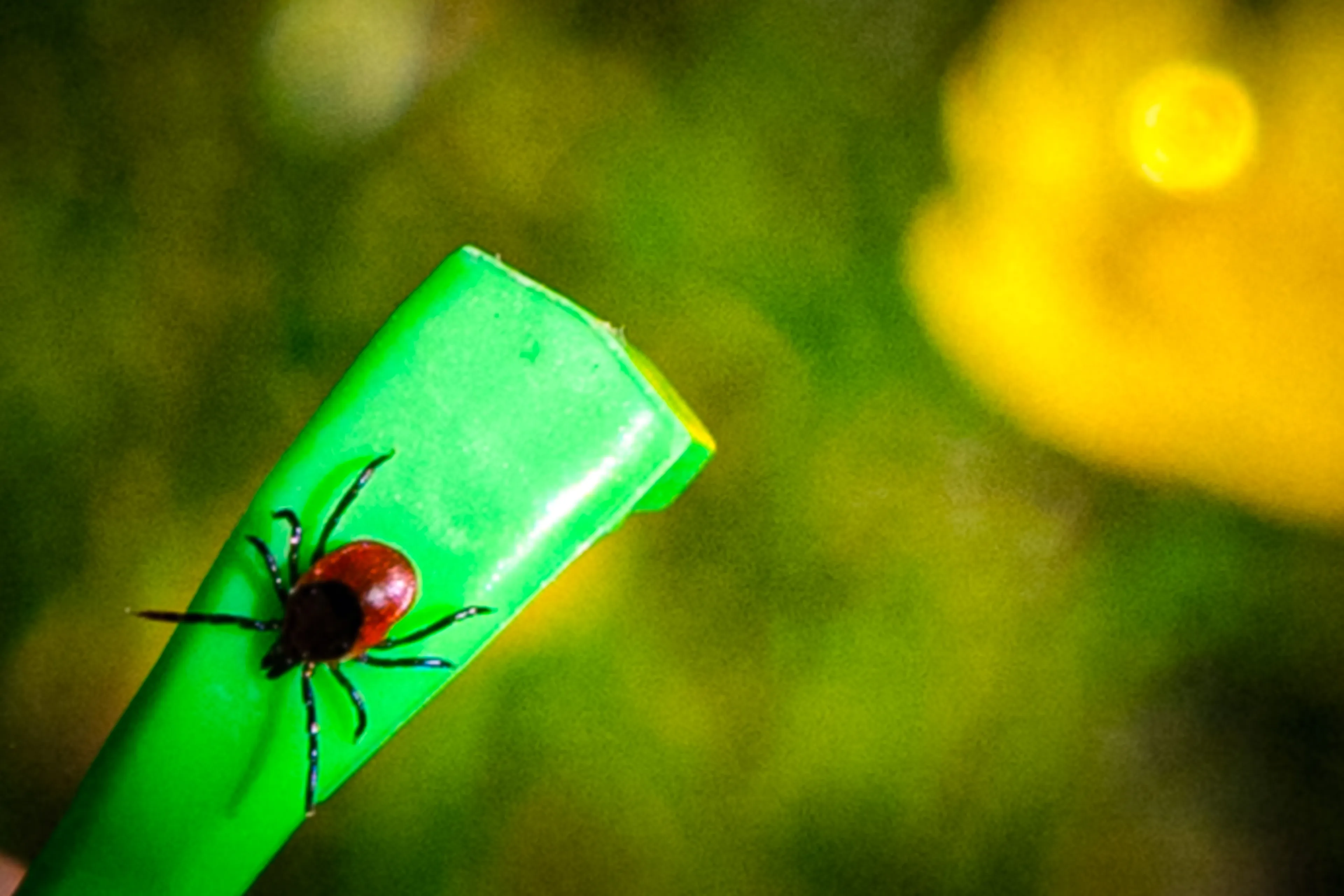 Hoe groot is de kans op de ziekte van Lyme na een tekenbeet?