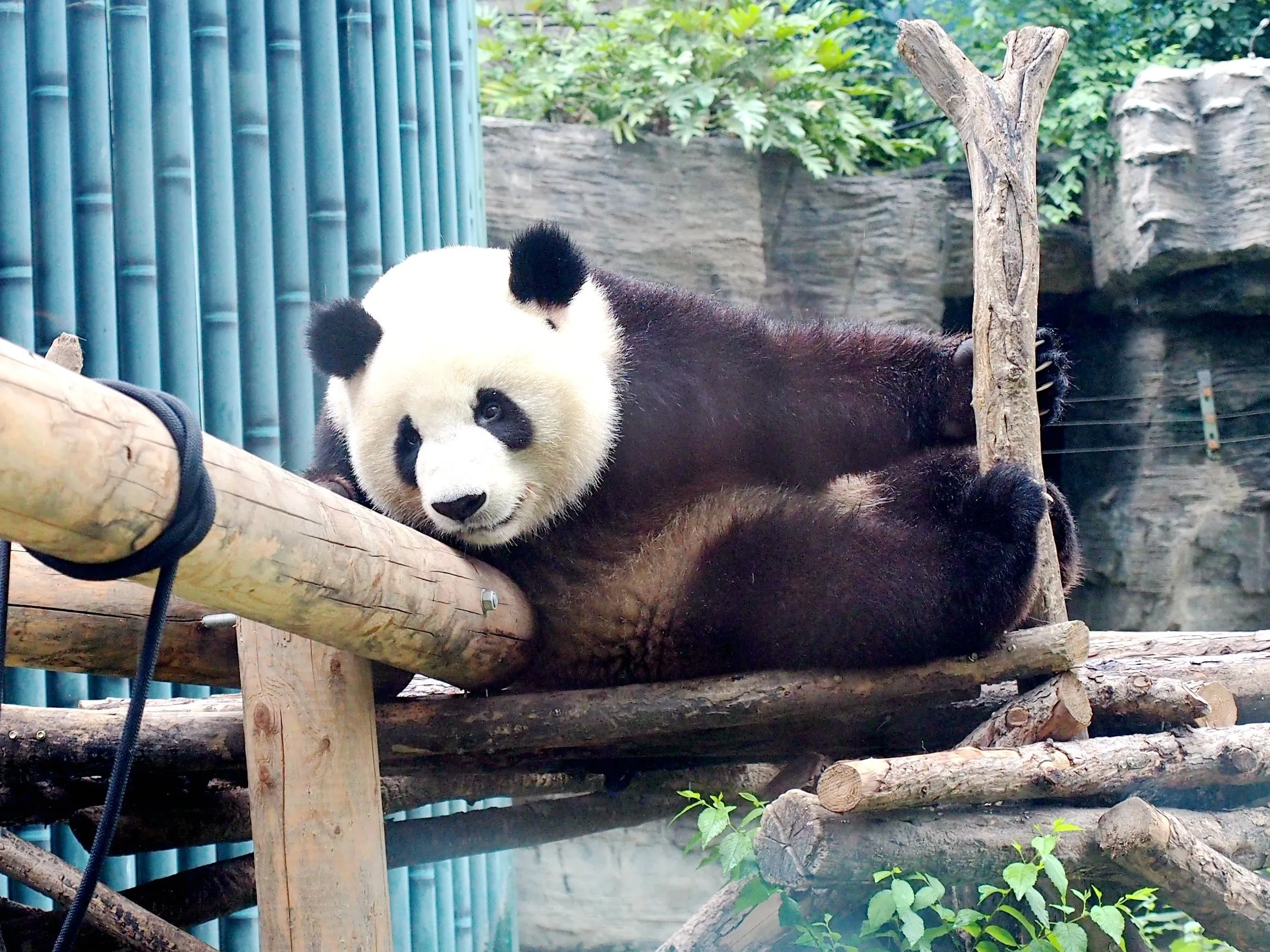 Goed nieuws: de panda is niet langer een bedreigde diersoort