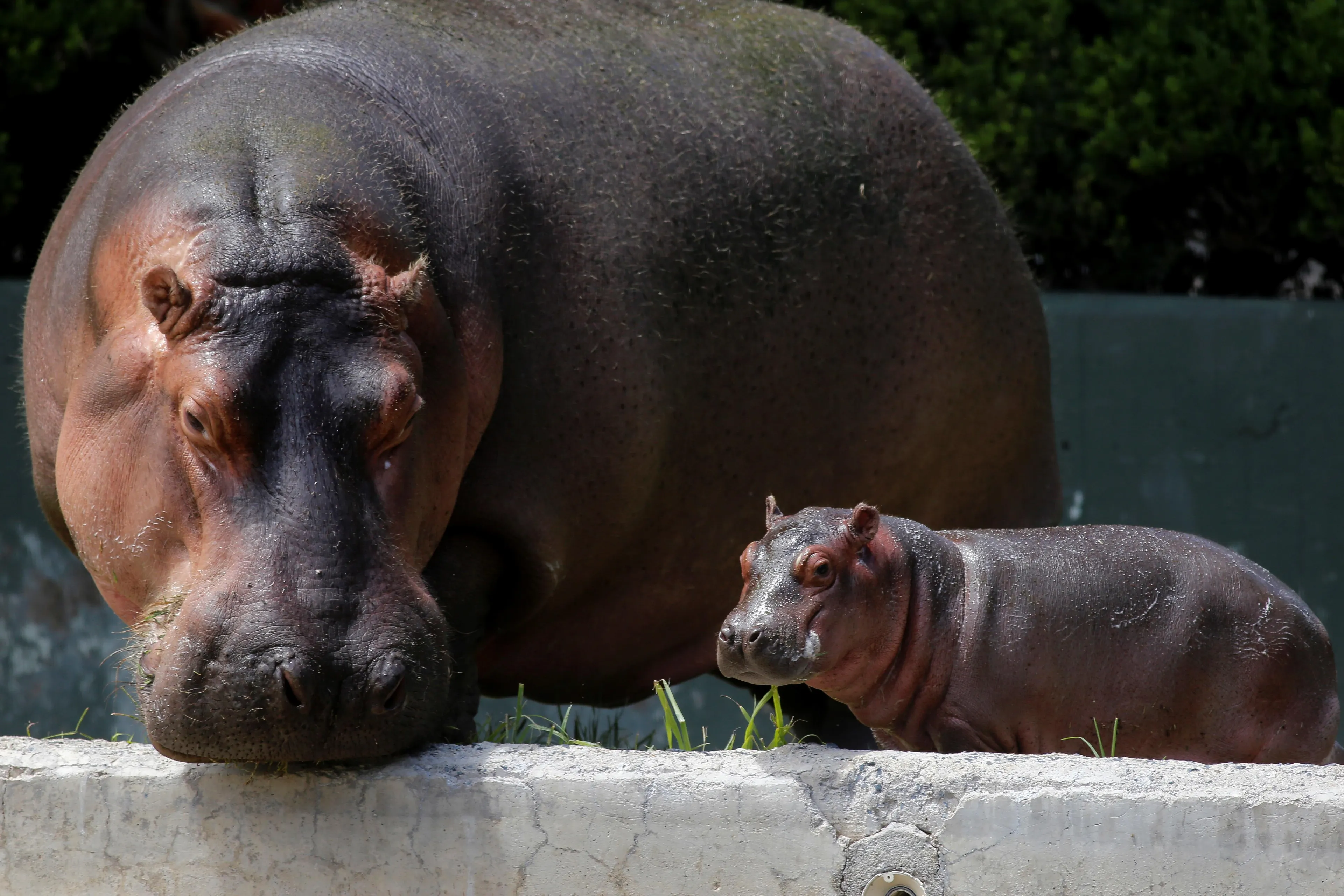 Nijlpaard herkent de stem van een bekende (vreemden krijgen een poepdouche)