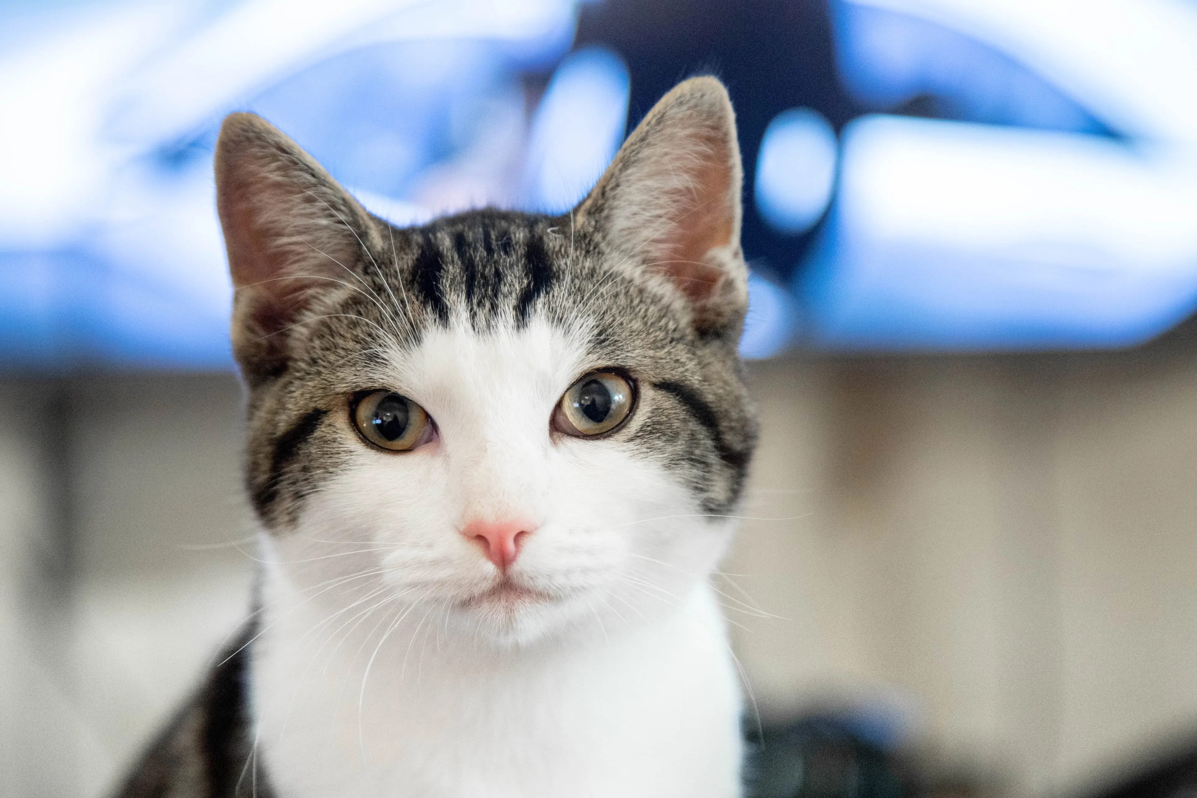 Wetenschappers ontdekken 7 karaktereigenschappen van katten