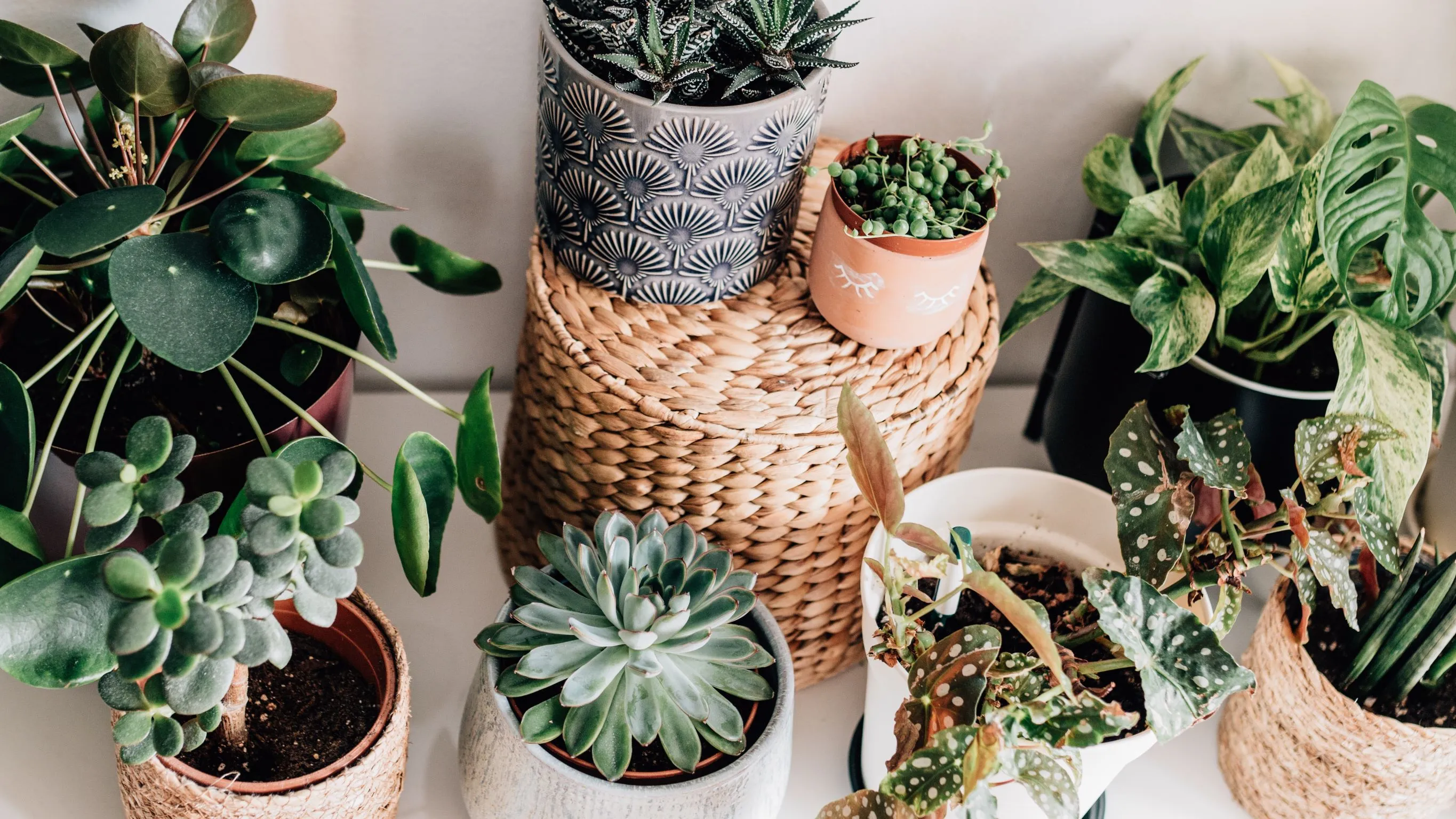 6 tips waardoor je planten jouw vakantie overleven
