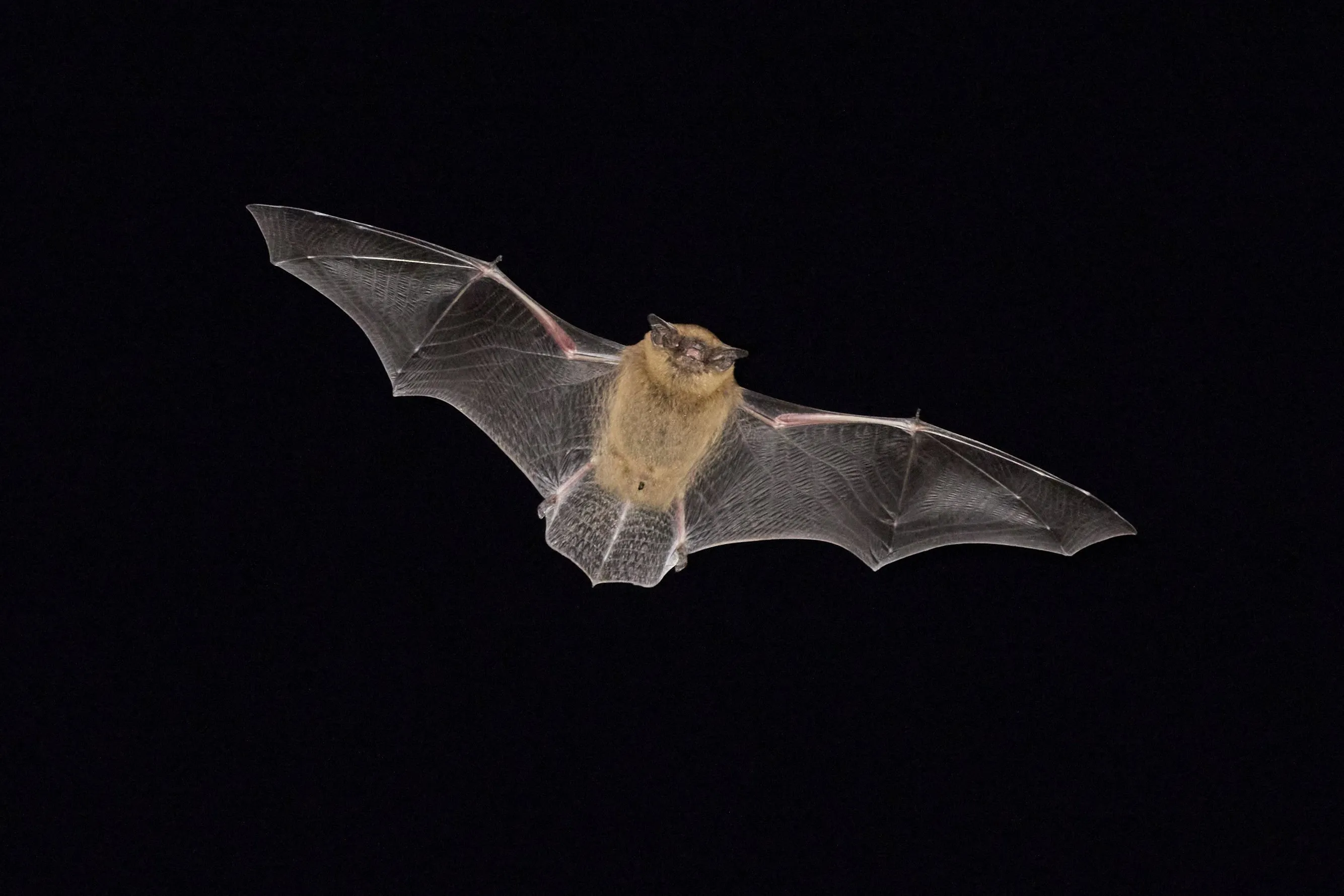 Vleermuizen massaal dakloos en opgejaagd door 'illegale' woningisolatie