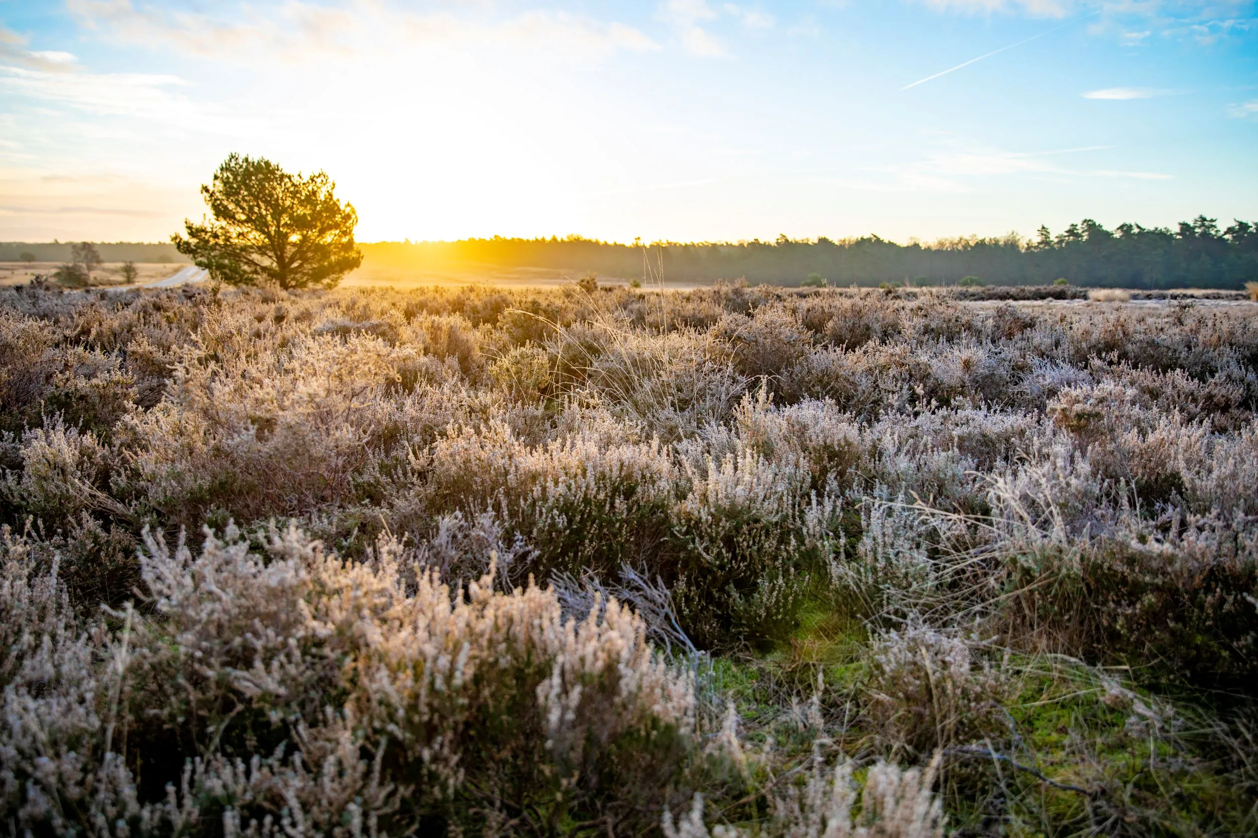 Natuur helpt echt tegen stress: "Kijk desnoods 5 minuten naar een kamerplant"