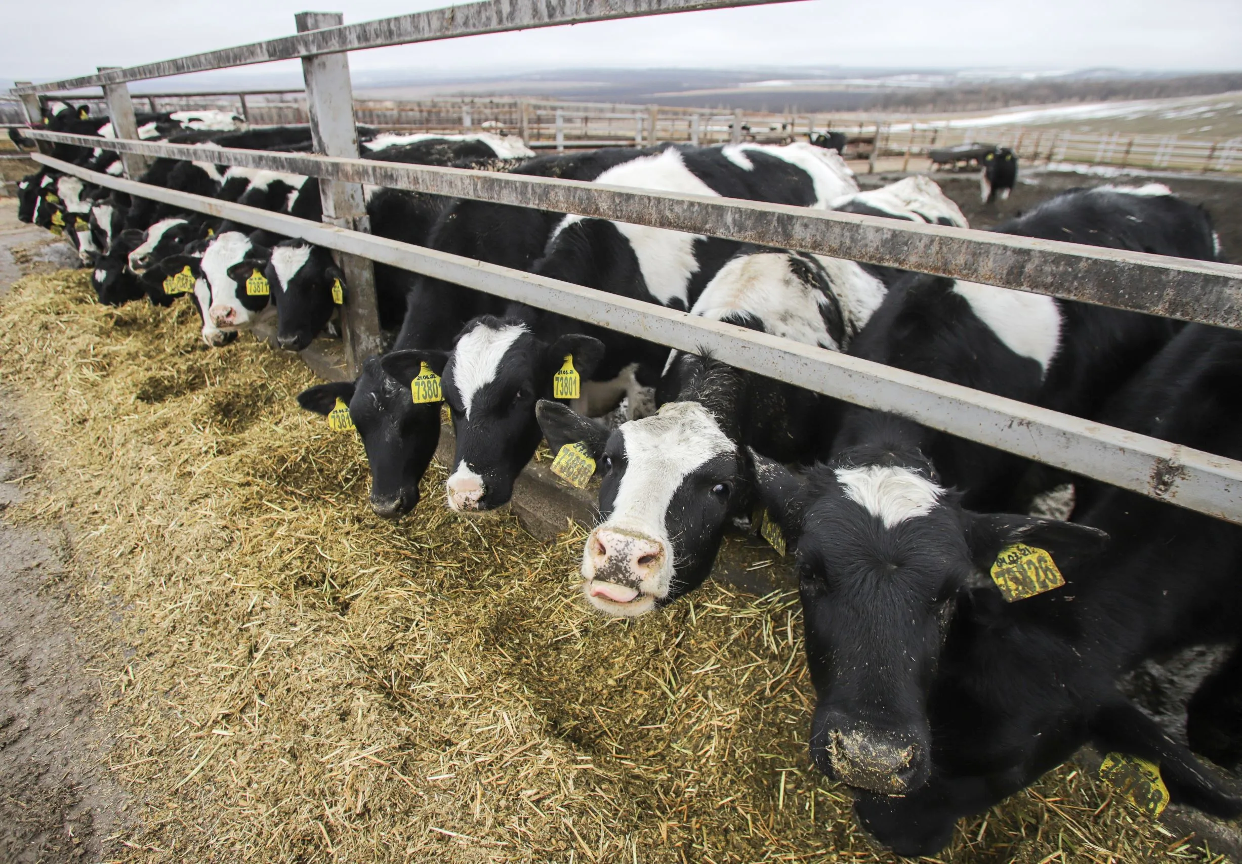 Kabinet: veestapel moet met 30 procent krimpen