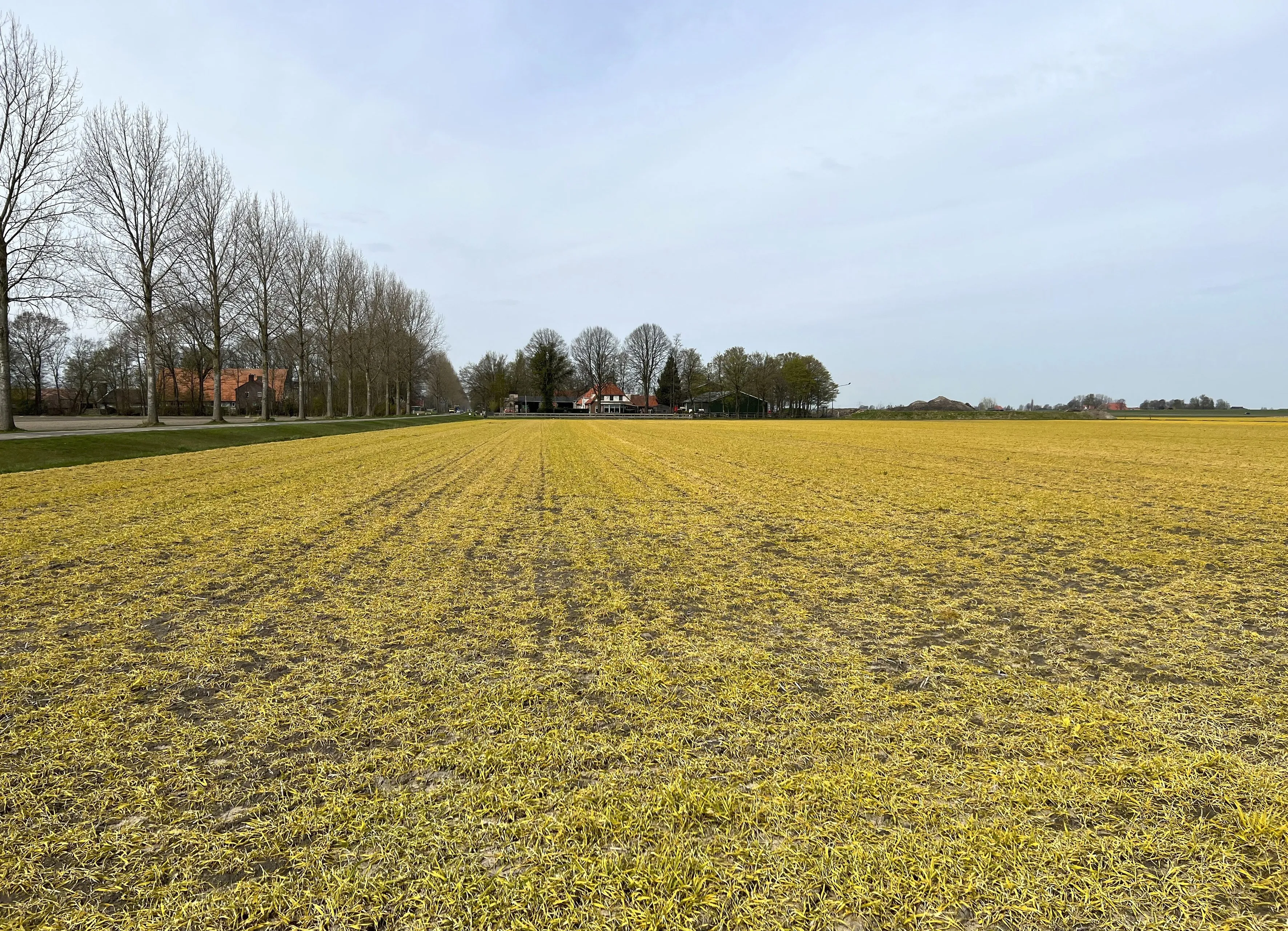Geelbruine akkers door landbouwgif: 'Waarschijnlijk kankerverwekkende' glyfosaat volop gebruikt