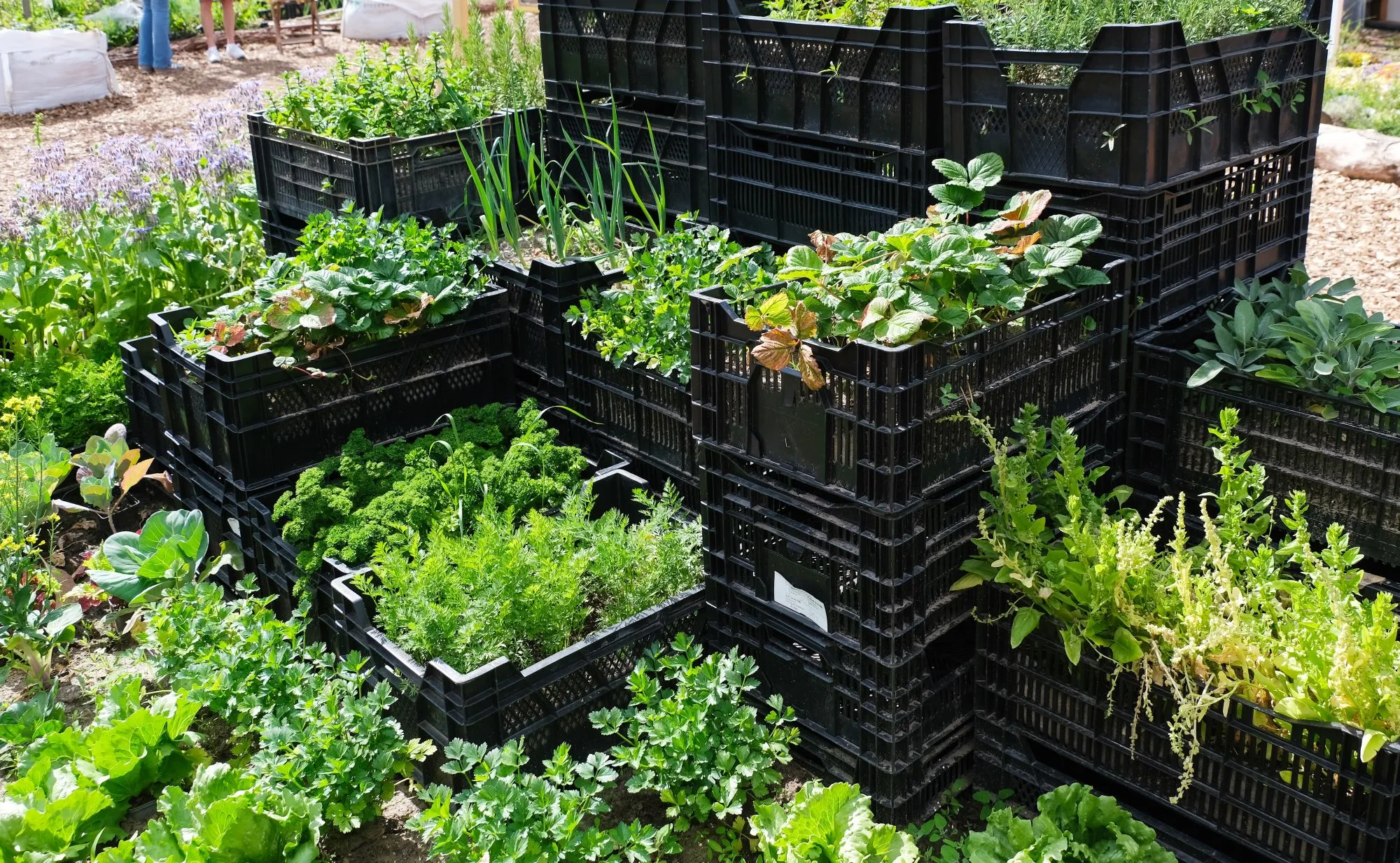 Ben jij een moestuinbeginner? Deze vier soorten groente en fruit kunnen (bijna) niet mislukken