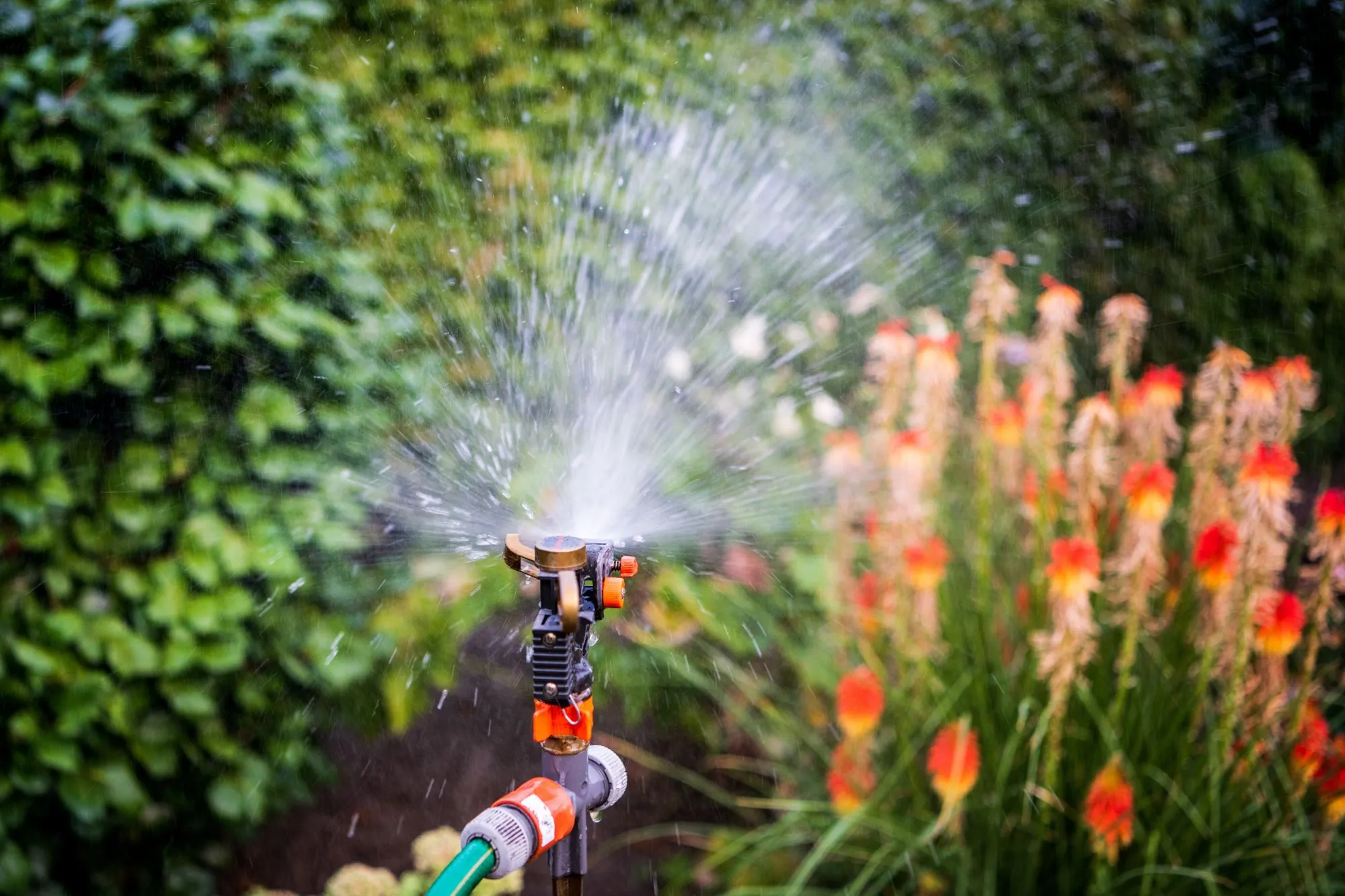 Wat is het beste moment om je tuinplanten water te geven (bij warm weer)