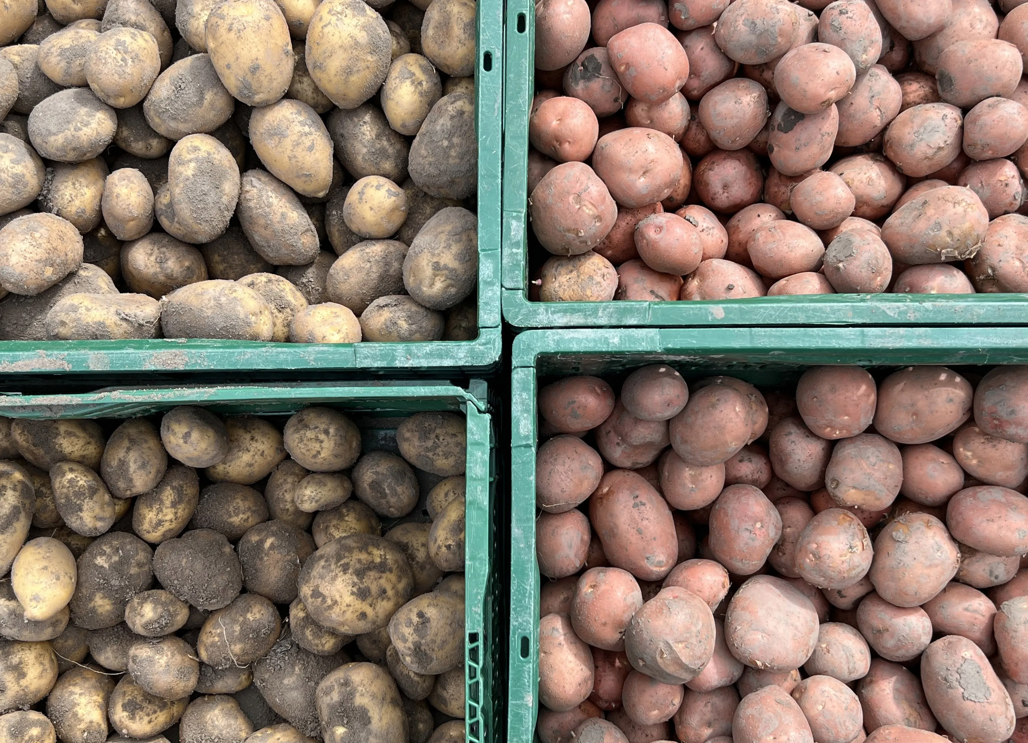 Hoe voorkom je uitlopers en kun je aardappelen dan nog in de pan gooien?