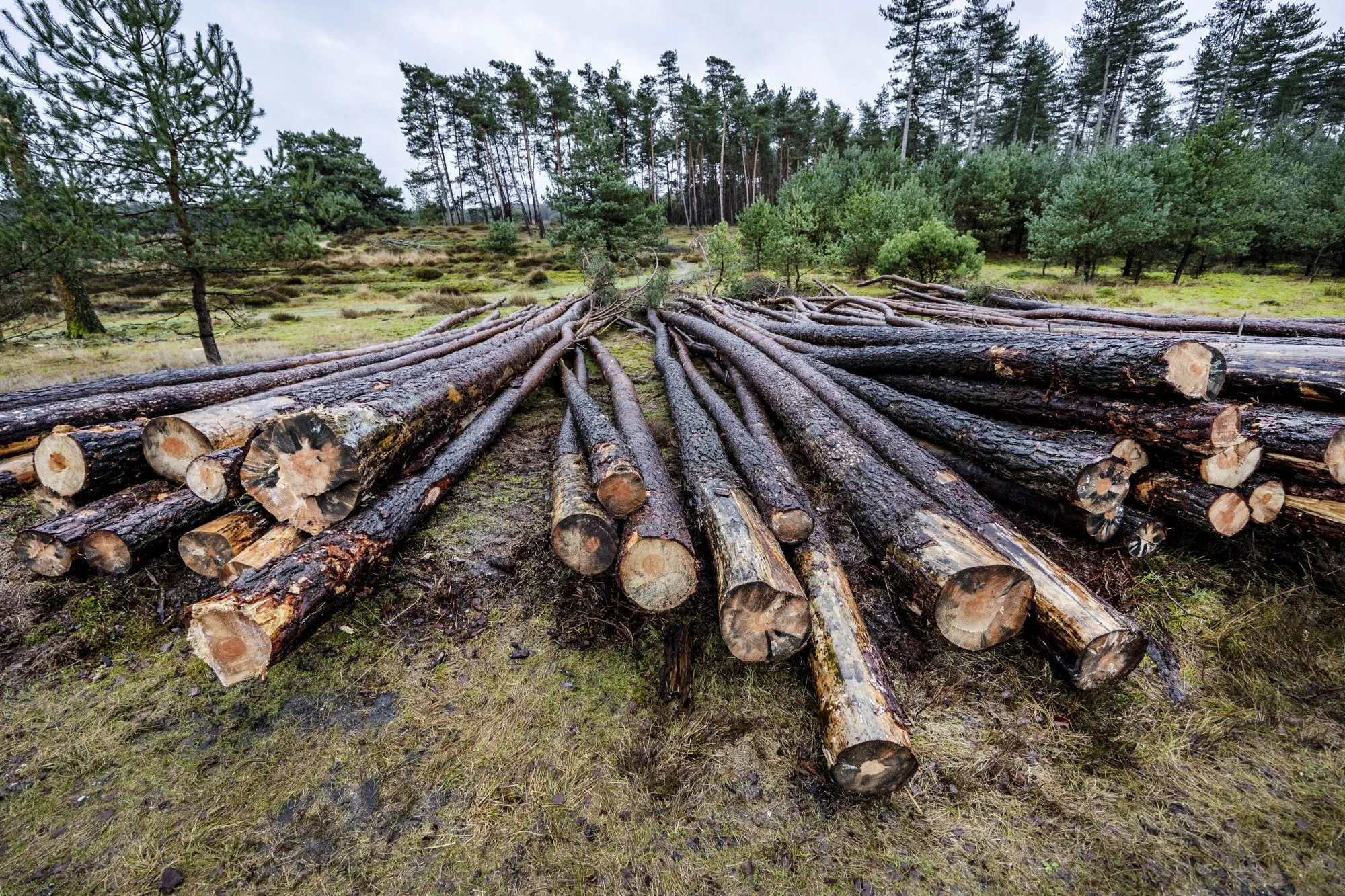 40 procent van de planten wordt met uitsterven bedreigd: hoe zit dat met dieren?