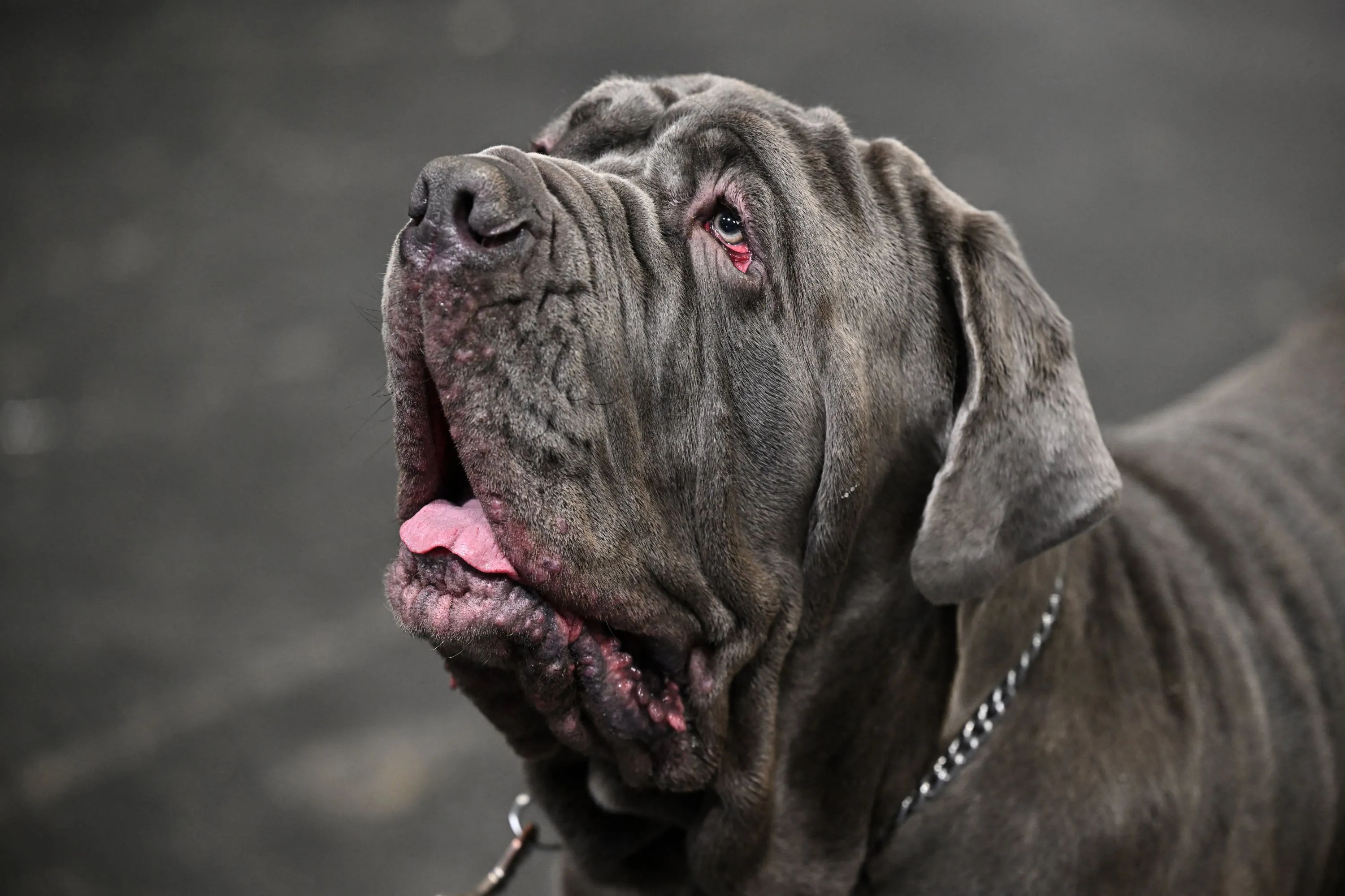 Spaanse vrouw (27) tijdens wandeling doodgebeten door vijf honden: “Mam, ze vallen me aan!”