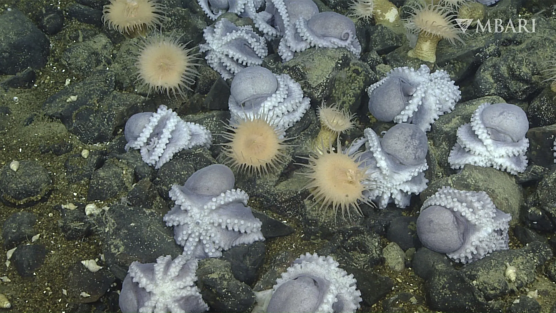 Tienduizenden octopussen  bij elkaar op de zeebodem: "Soms weet je dat je iets bijzonders hebt gevonden"