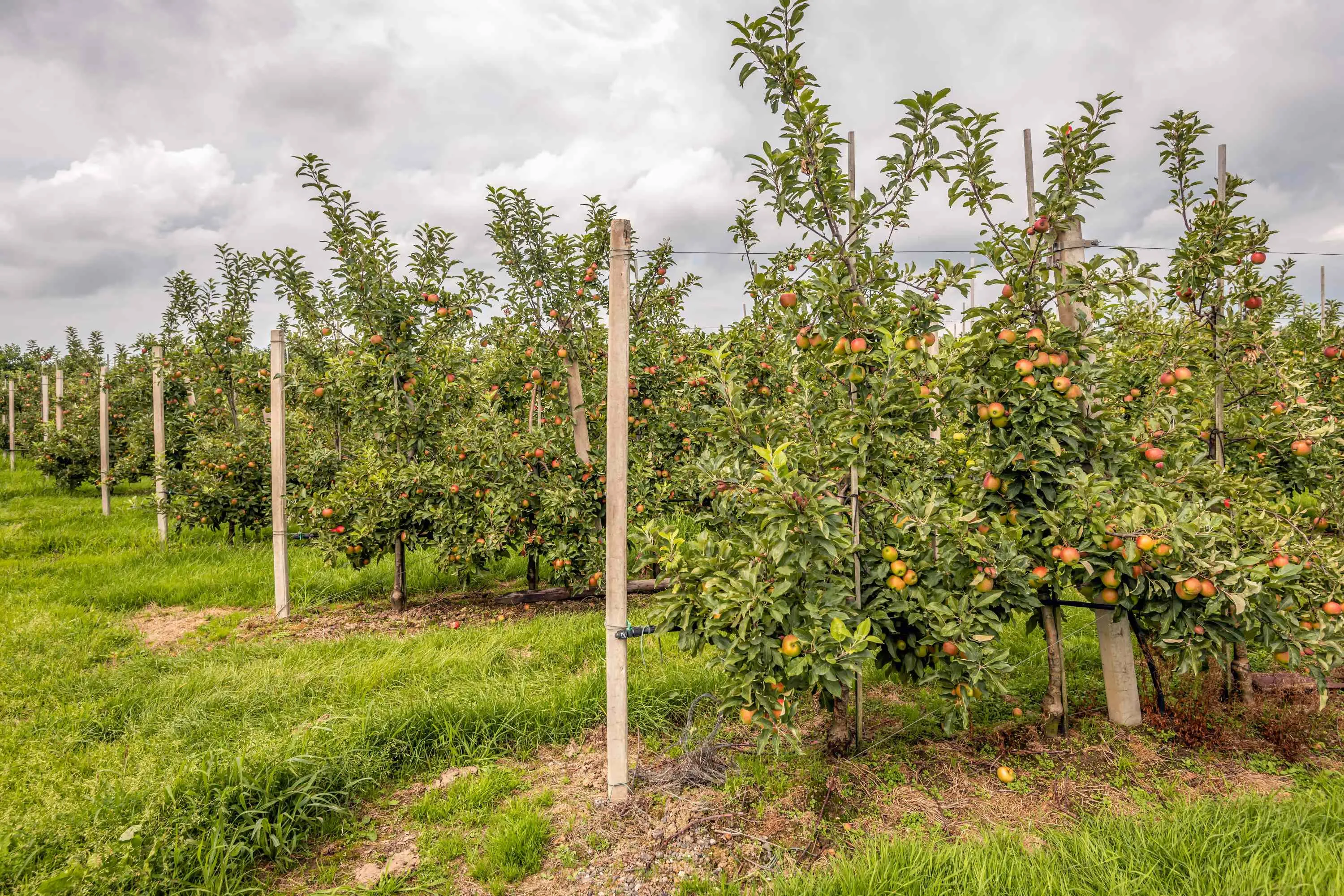 Deze planten snoei je bij voorkeur in oktober (en van deze moet je juist afblijven)