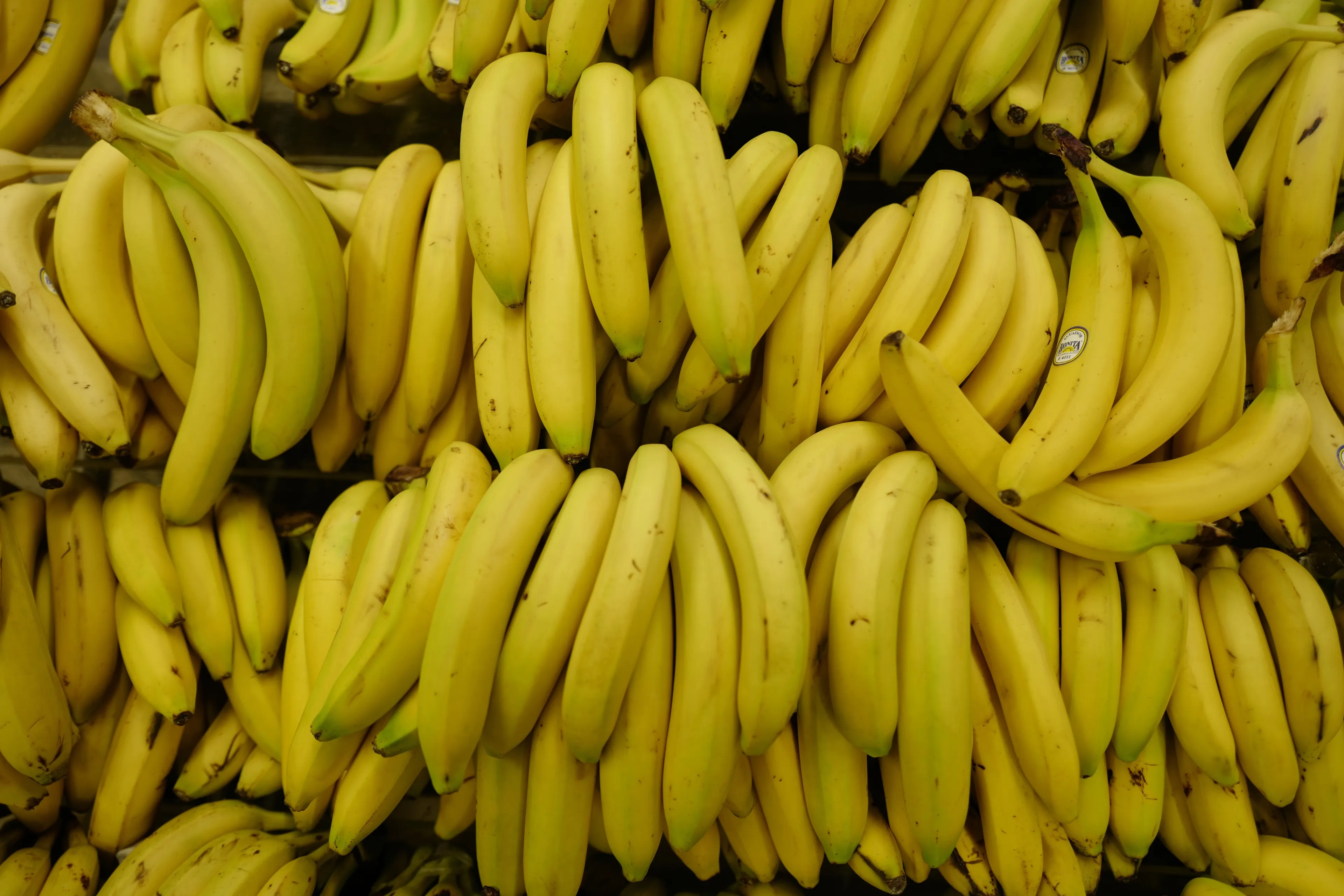 Het einde van de banaan: binnen vijf jaar uitgestorven