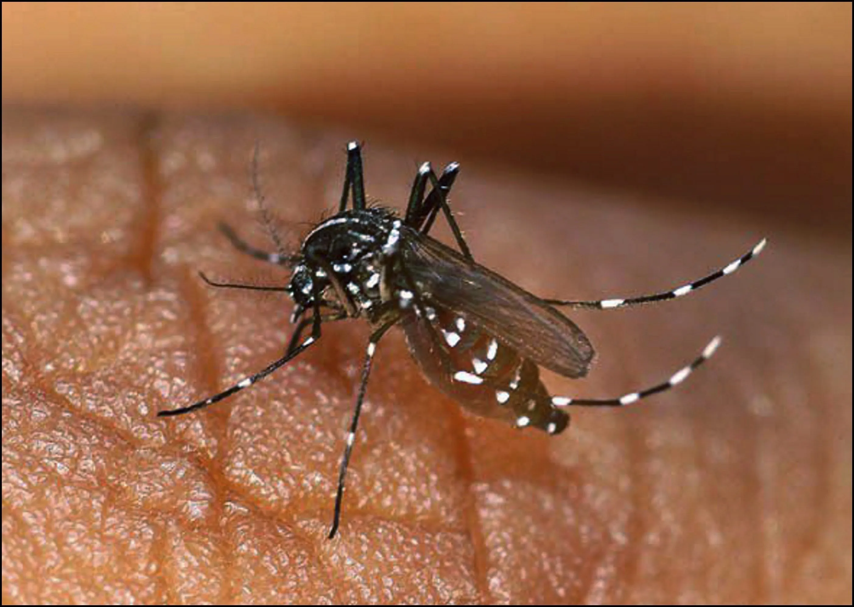 De tijgermug vestigt zich in de Benelux. Hoe gevaarlijk is dit tropische insect?