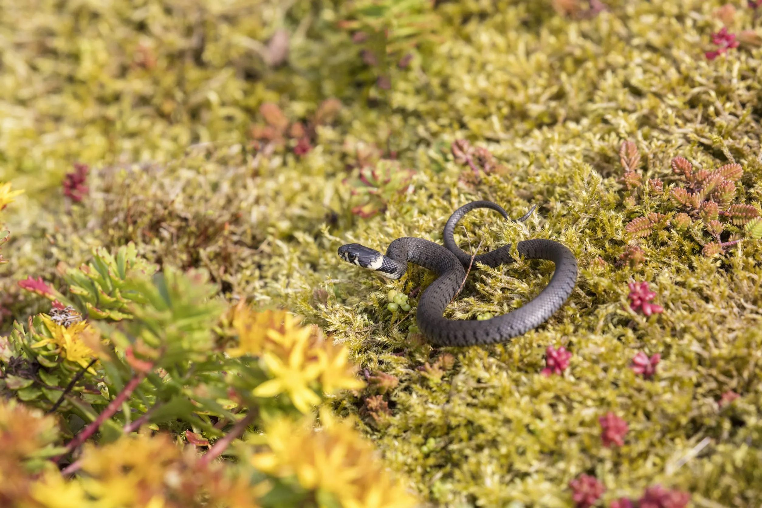 Ringslangen en adders op de Veluwse heide gaan in rook op door heidebranden