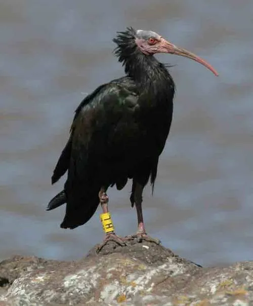 b northern bald ibis csjpg