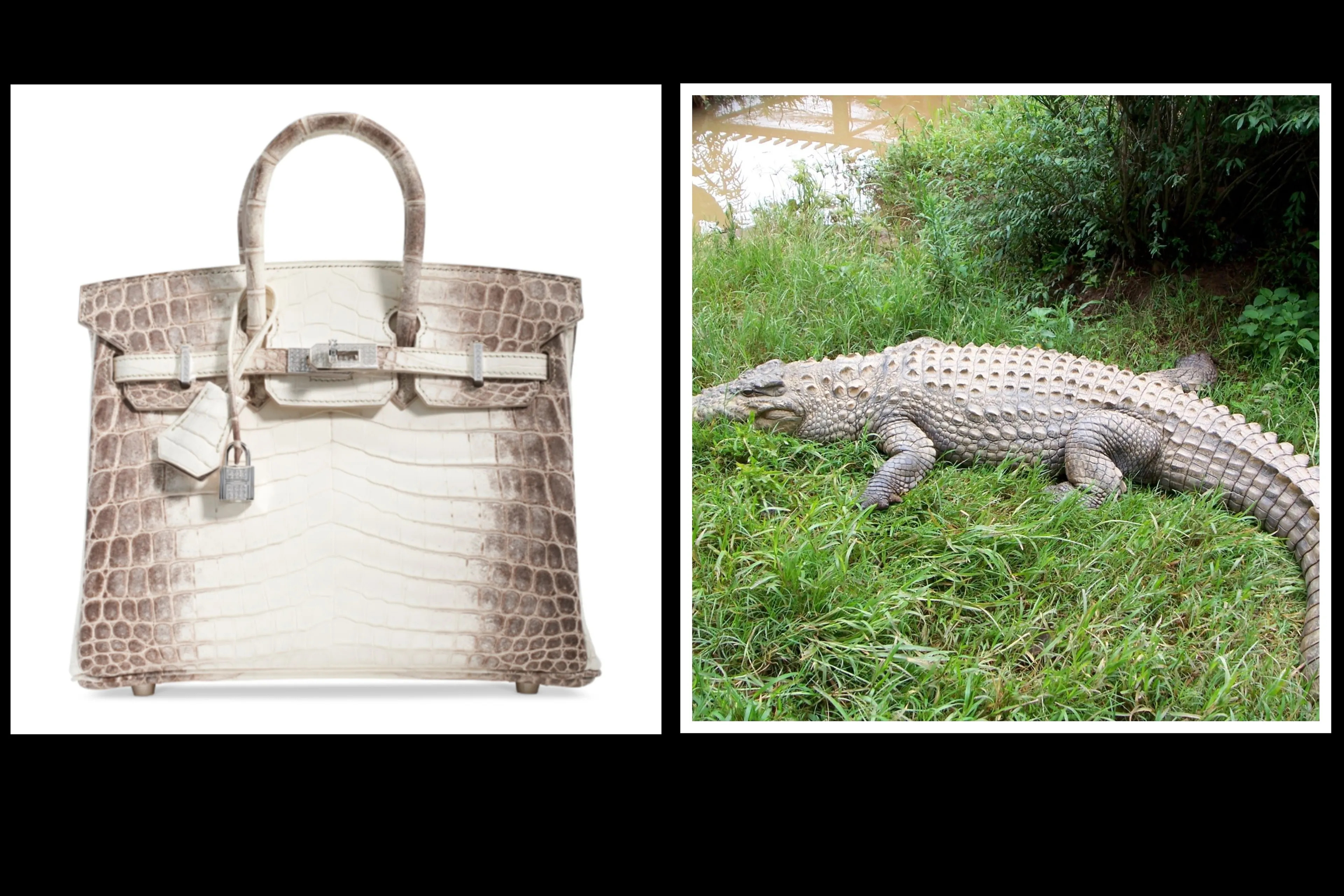 Hermès gaat de grootste krokodillenfabriek bouwen om tassen te maken