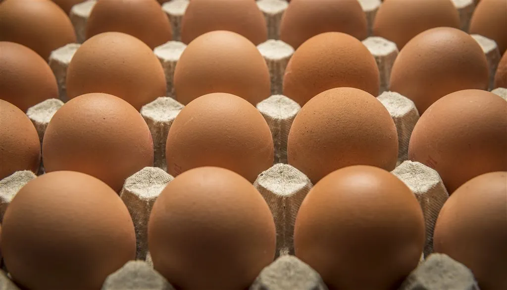 consument koopt weer volop eieren1502705324