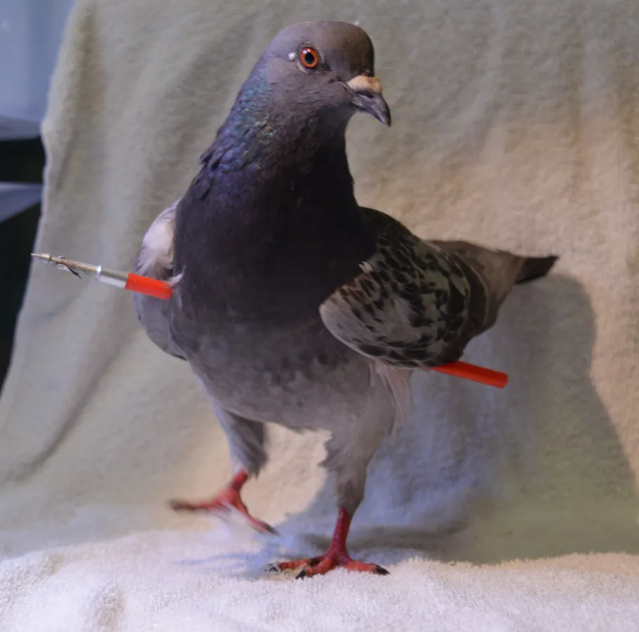 Wat de wetenschap zegt over dierenmishandelaars