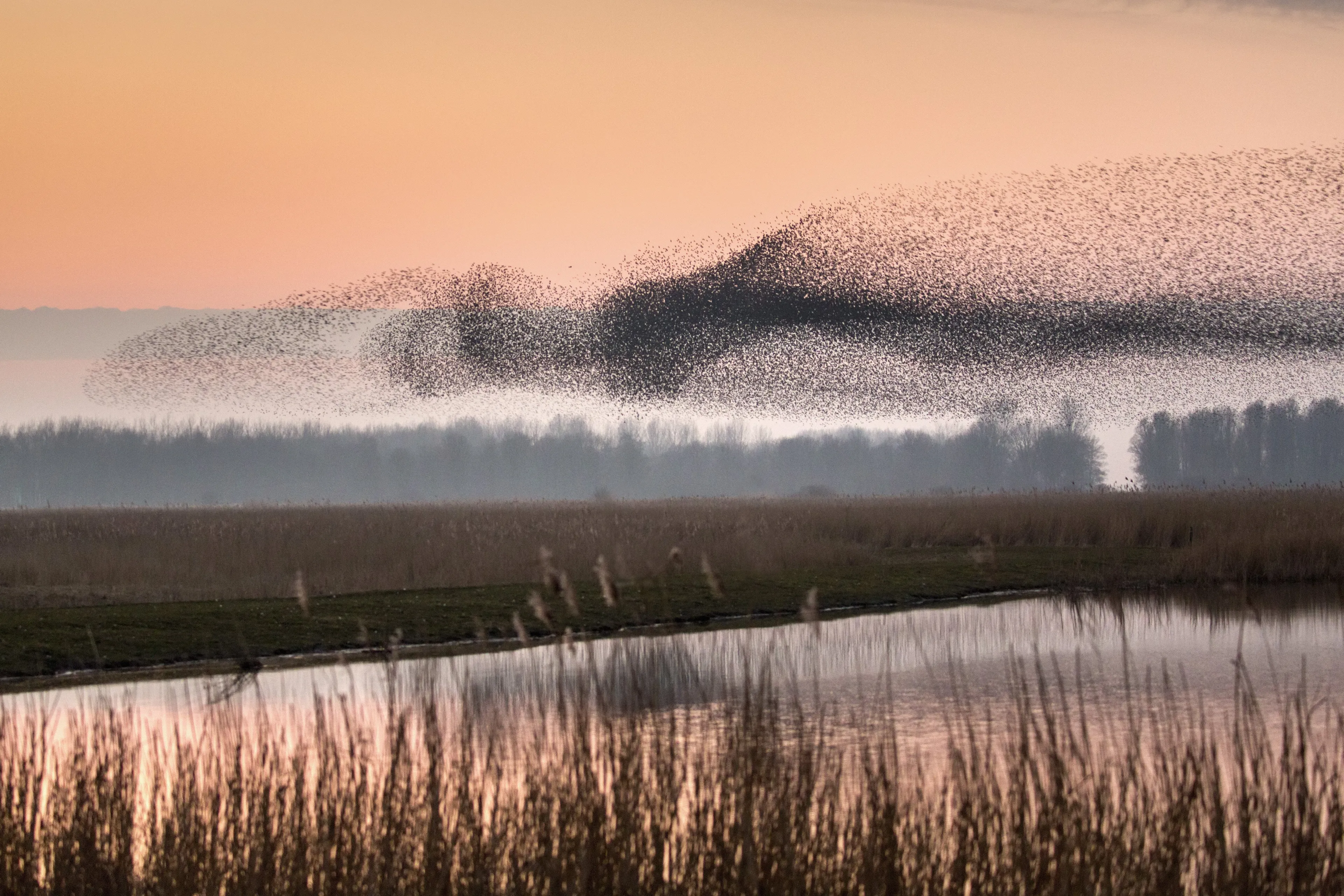 Spectaculaire spreeuwendans in Friesland: Zelden zoveel vogels bij elkaar