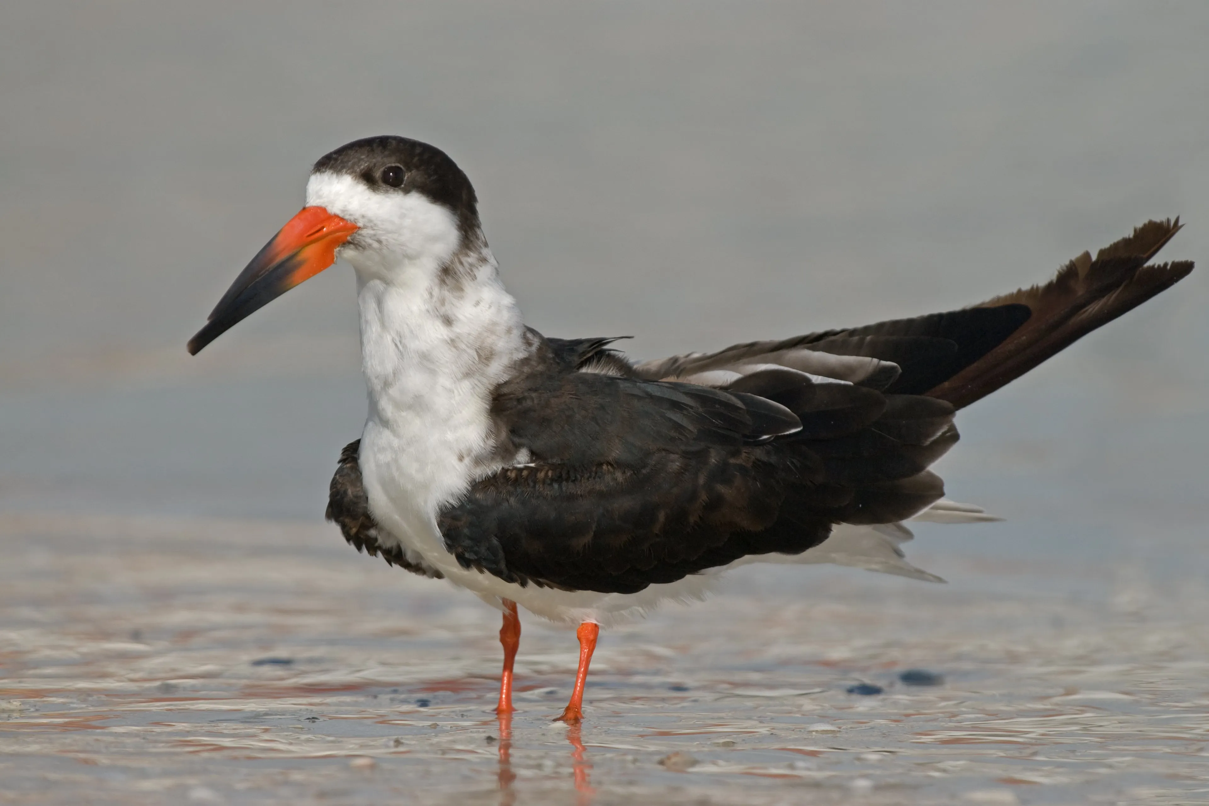 Hartverscheurende foto gaat viraal: Vogel voert peuk aan jong