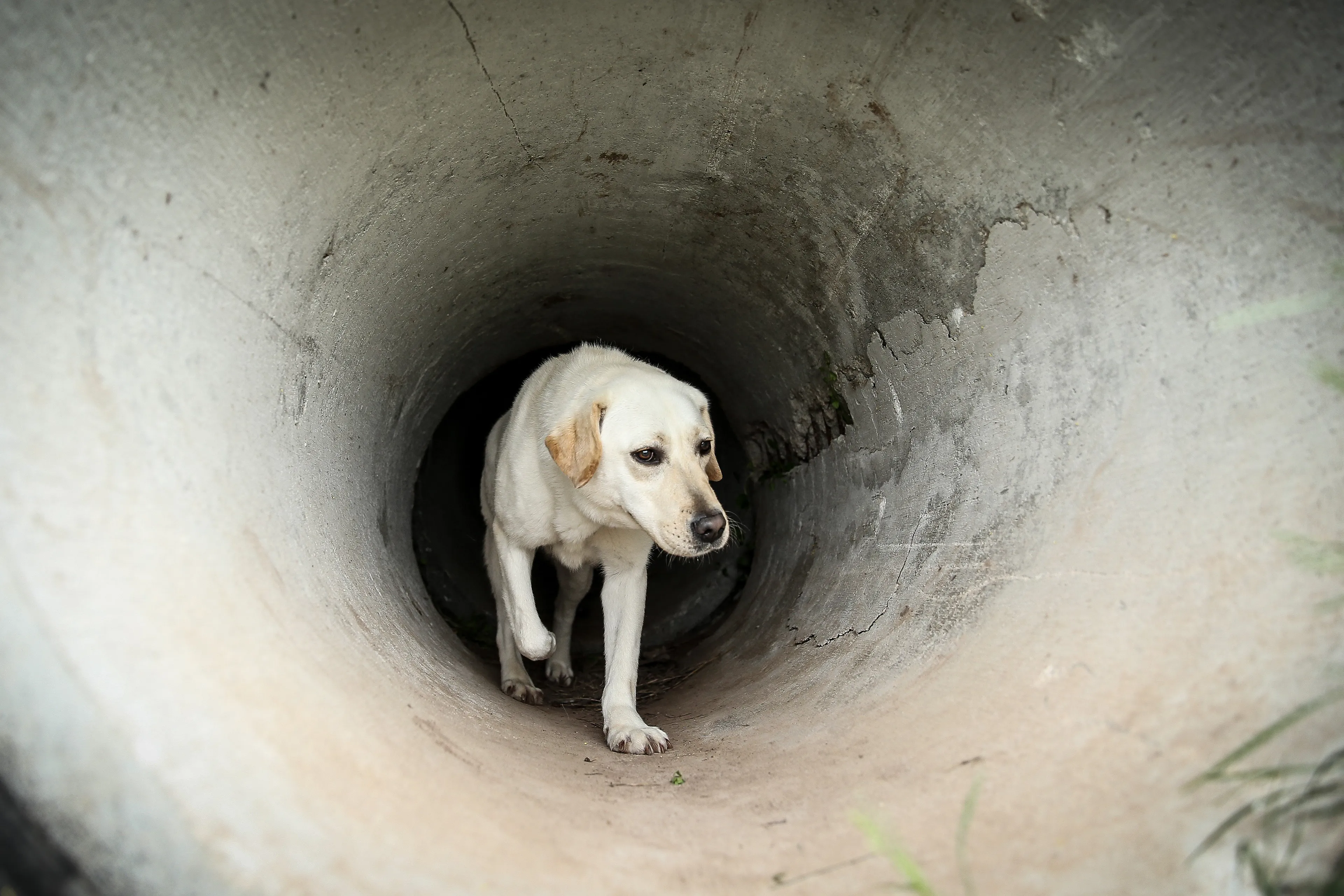 De slimste honden en de minst slimme