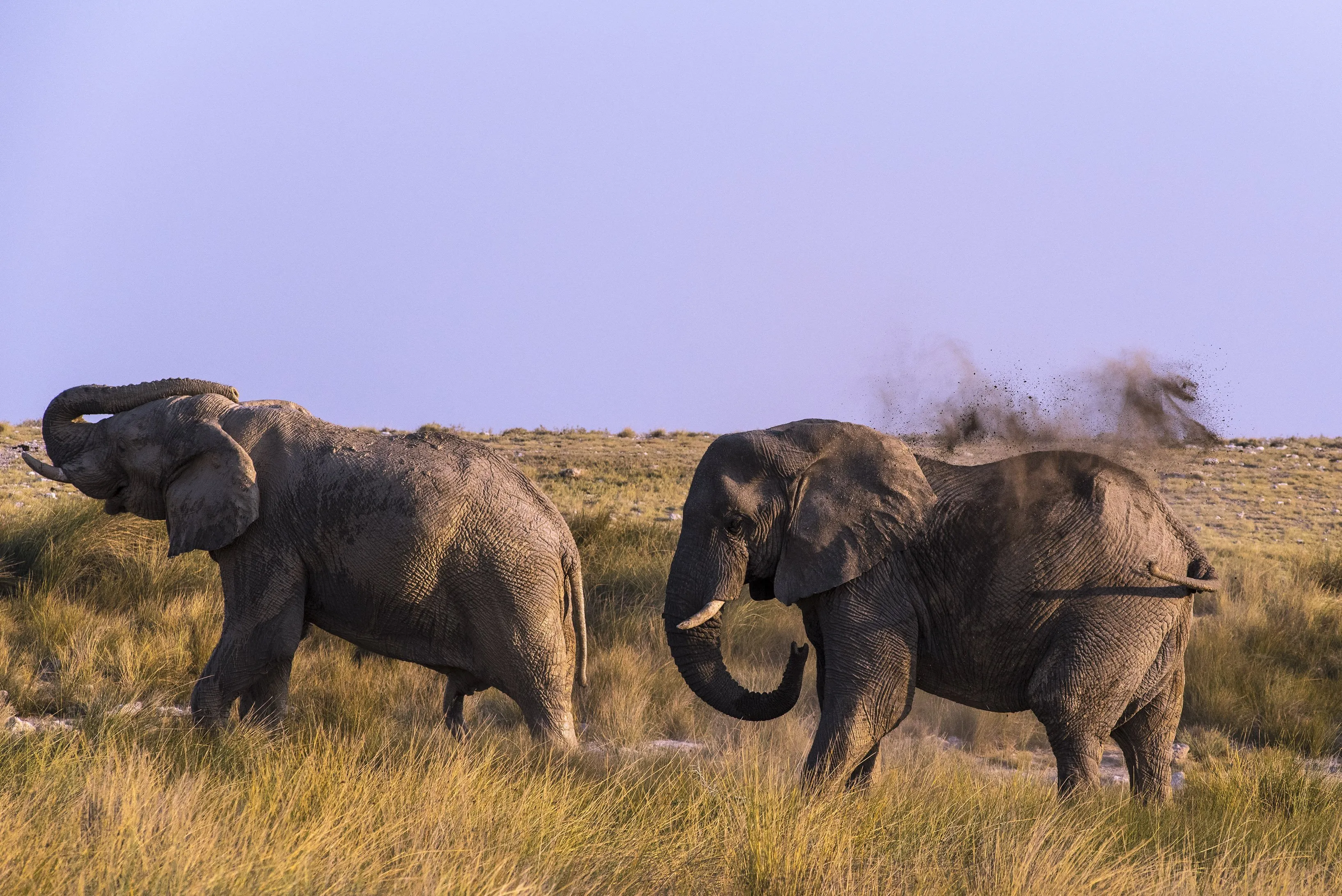 Weleens dronken olifanten gezien? Dit olijke duo liet zich de whiskey goed smaken