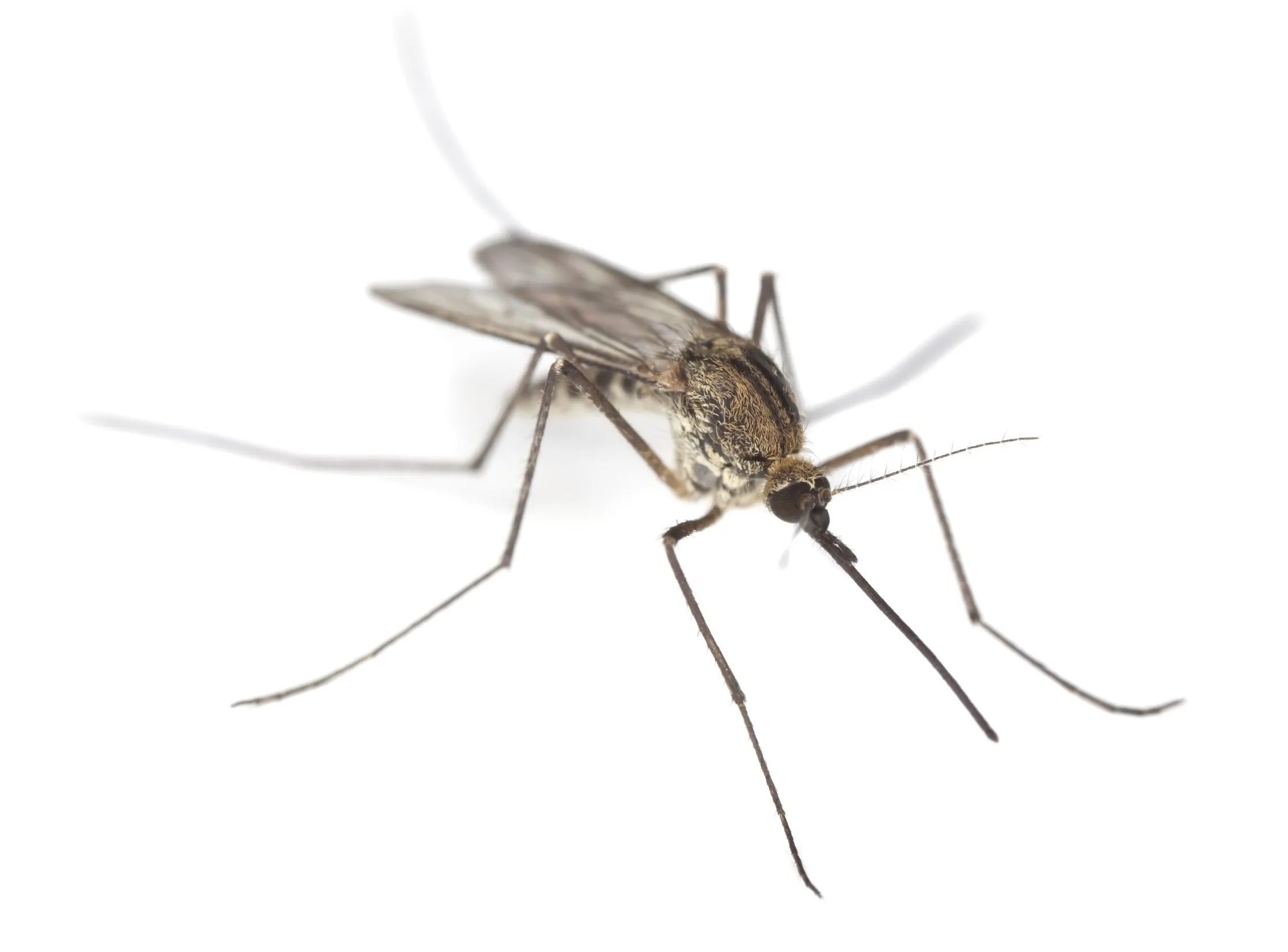 Werken citronellakaarsen of ultrasone geluidsapps tegen muggen?