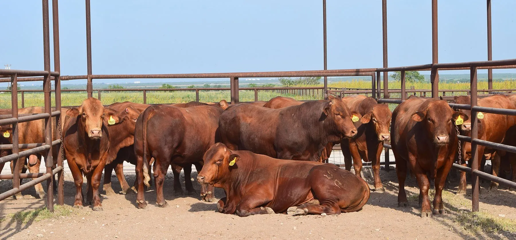 18.000 koeien verbrand op Amerikaanse boerderij