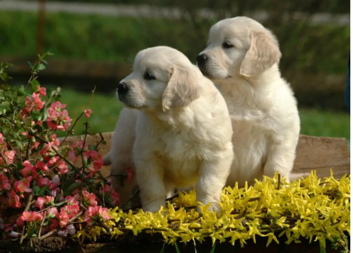 Timelapse: deze puppy's groeien op binnen de 2 minuten
