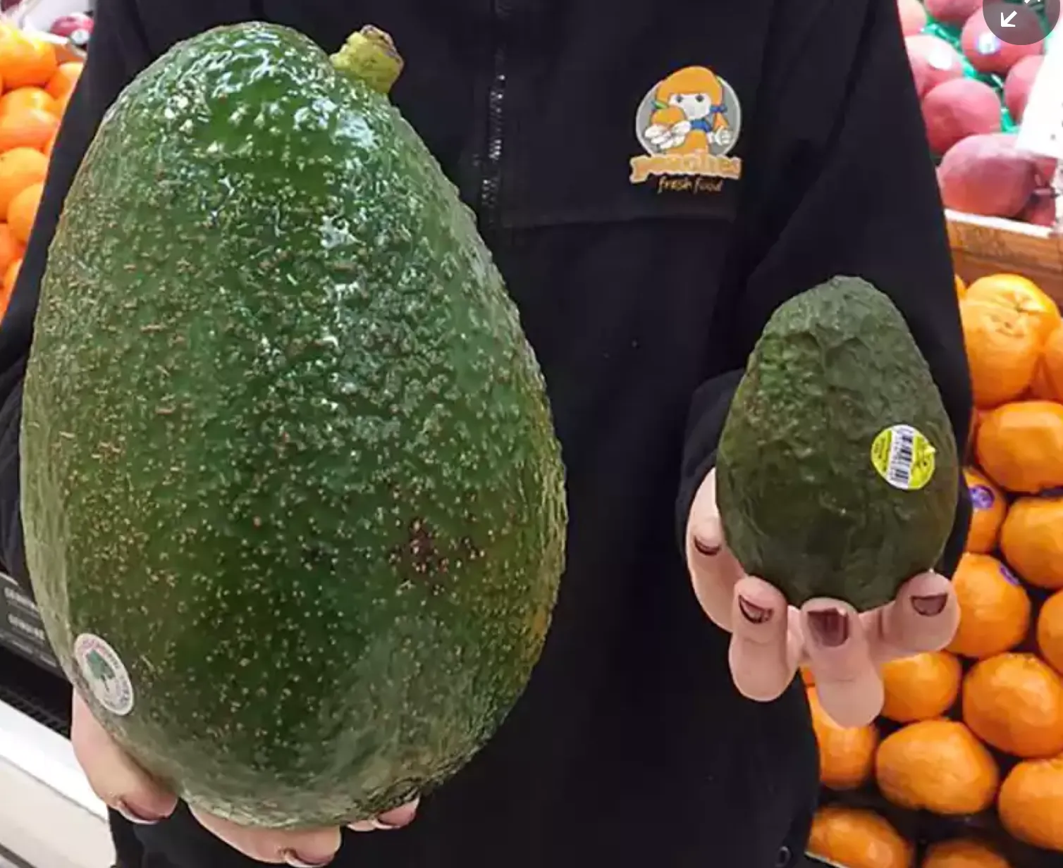 Avozilla's: avocado's zo groot als je hoofd