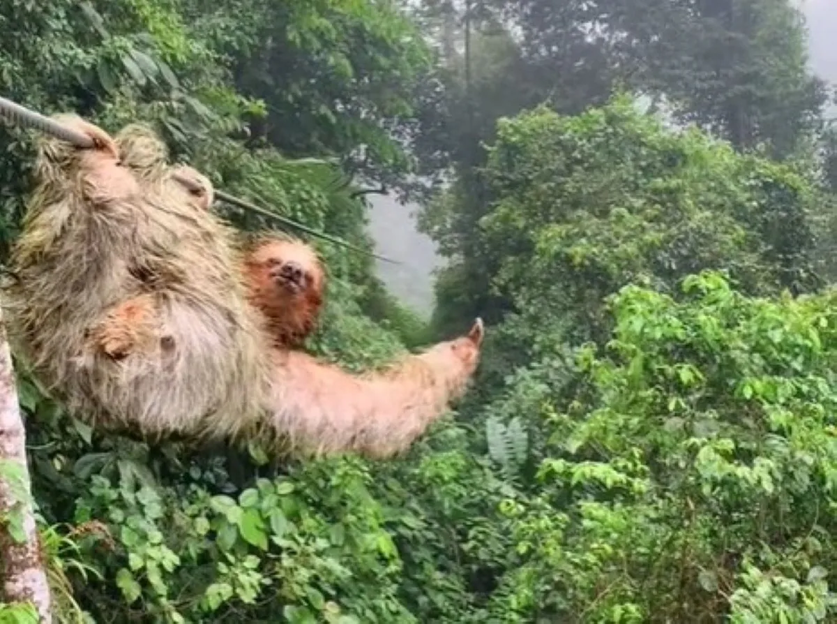 Miljoenen keren bekeken: jongetje botst met luiaard op zipline