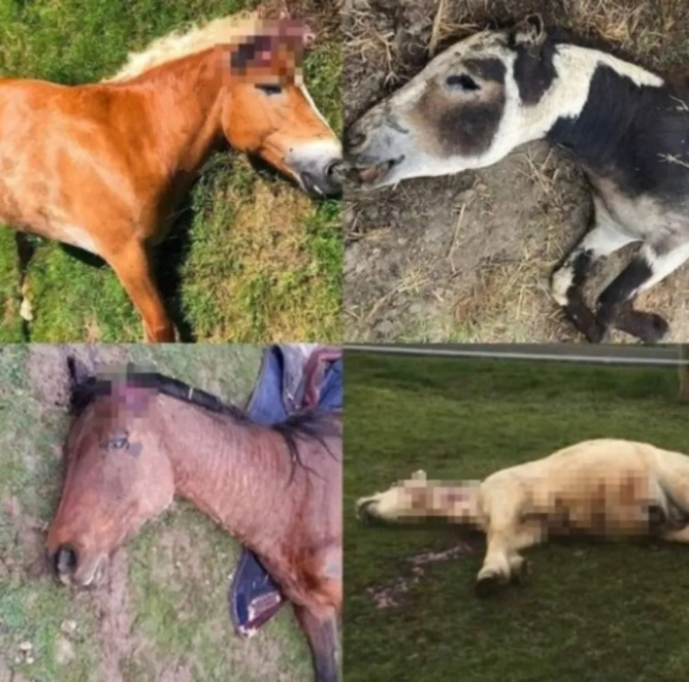 Dierenbeul of sekte: al tientallen Franse paarden op rituele wijze verminkt