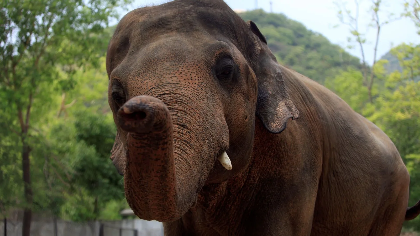 'De eenzaamste olifant ter wereld' krijgt een mooie oude dag