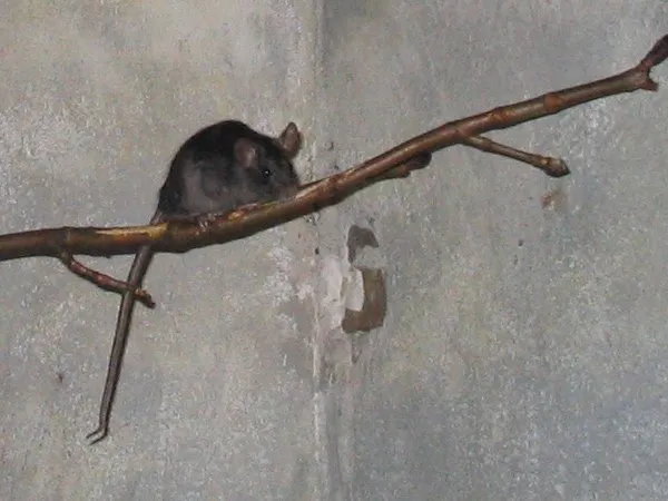 zwarte rat3