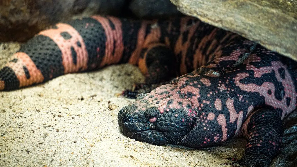 Levensgevaarlijk huisdier: Amerikaan doodgebeten door gilamonster