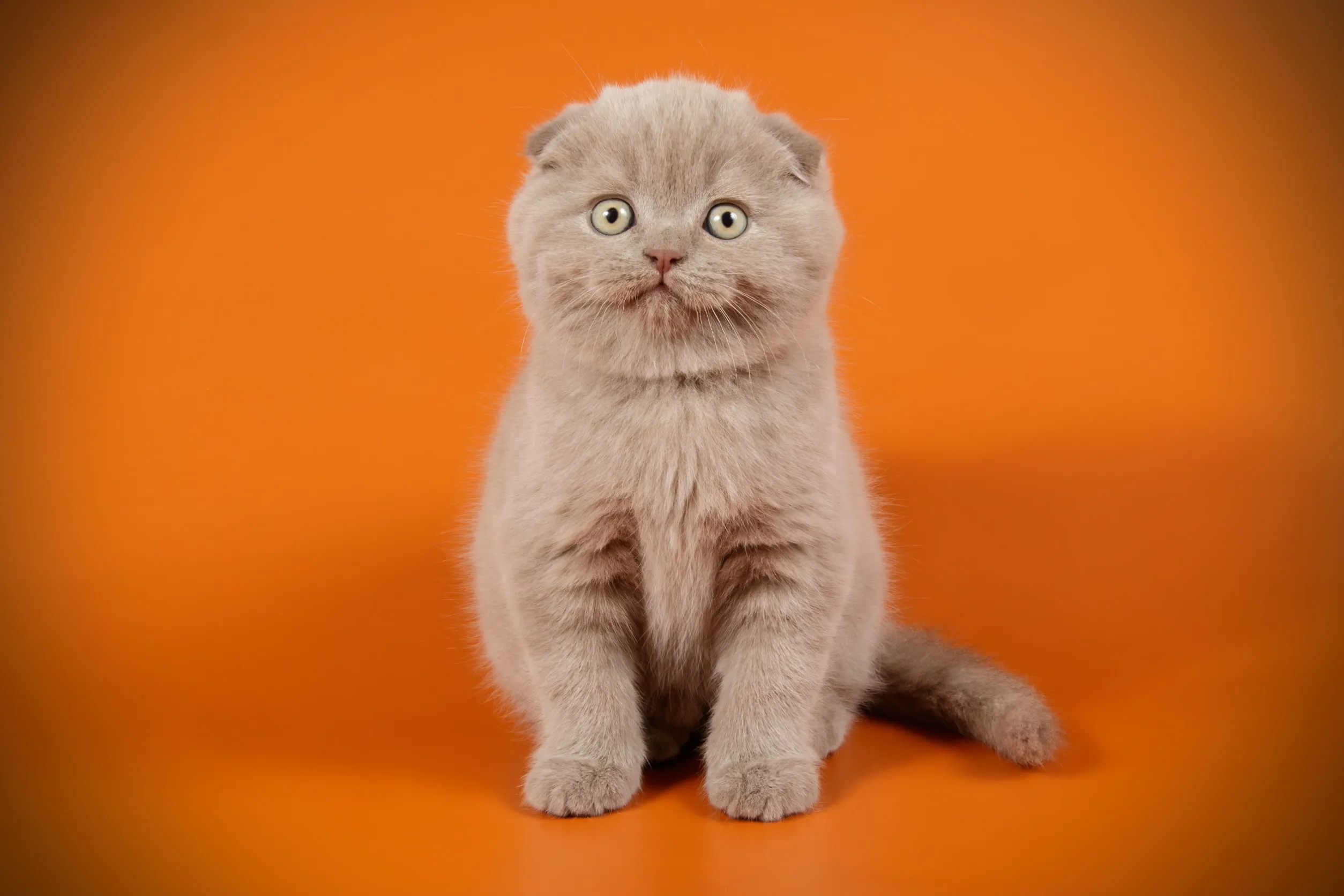 Aangifte tegen Marktplaats om verkoop Scottish fold-katten