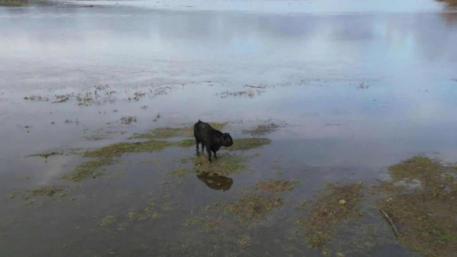 Nieuwe poging eenzame stier van landtong te krijgen