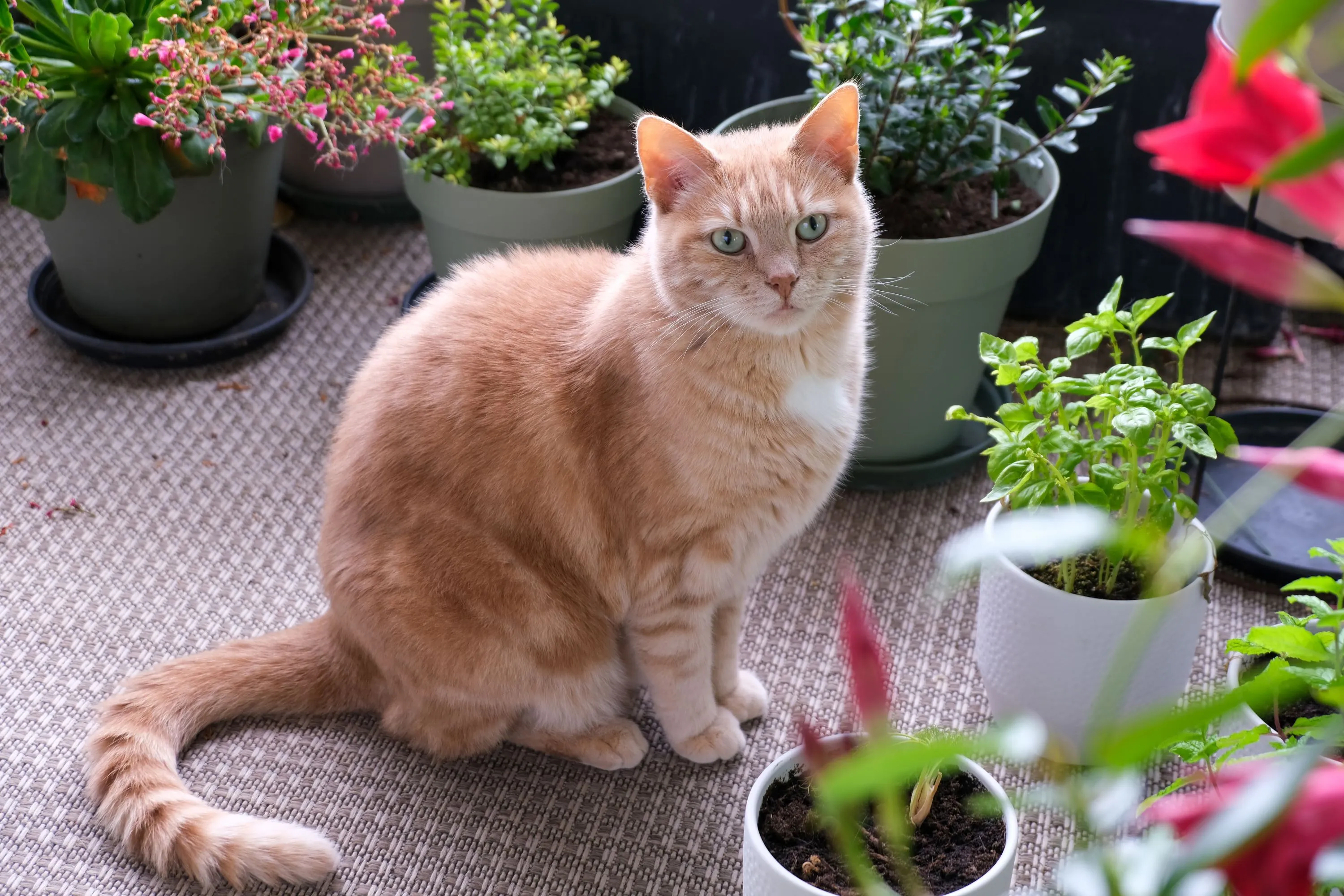 Badr Harig, Stalin en Döner: Dit zijn de populairste, grappigste en stoerste kattennamen van 2023