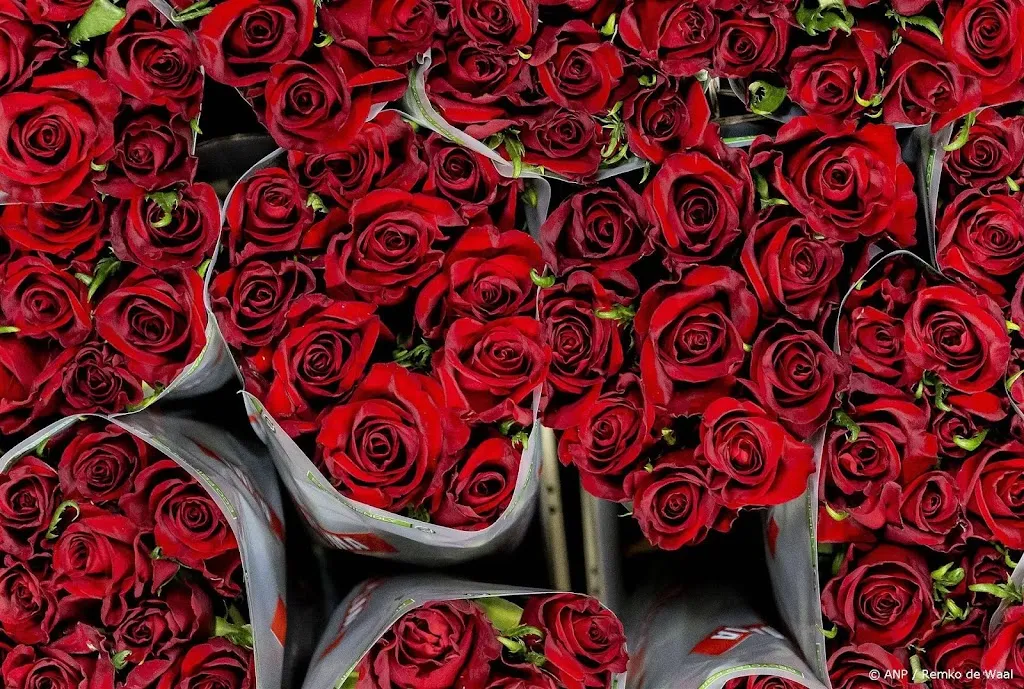 Bloemenexport omlaag, verkoop Valentijnsdag blijft wel gelijk